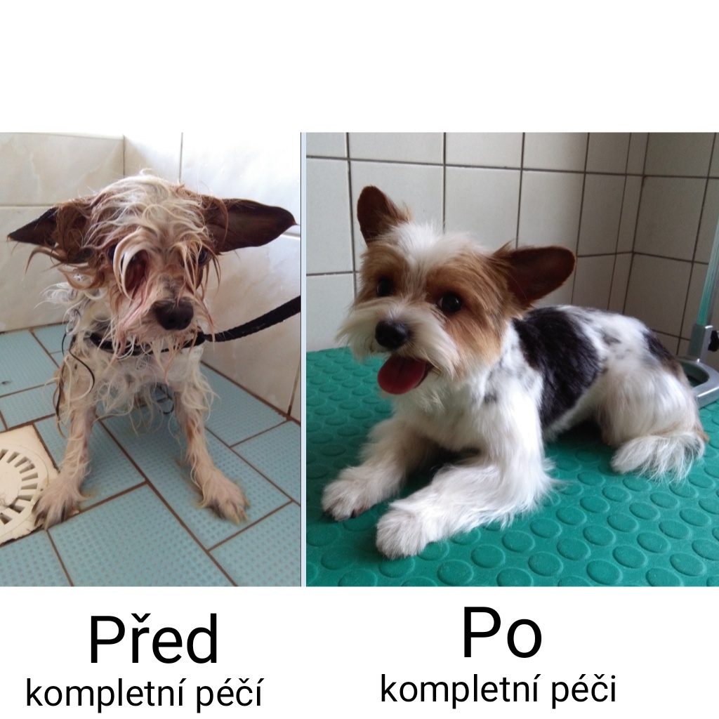 Psí Salón Choceň foto 4