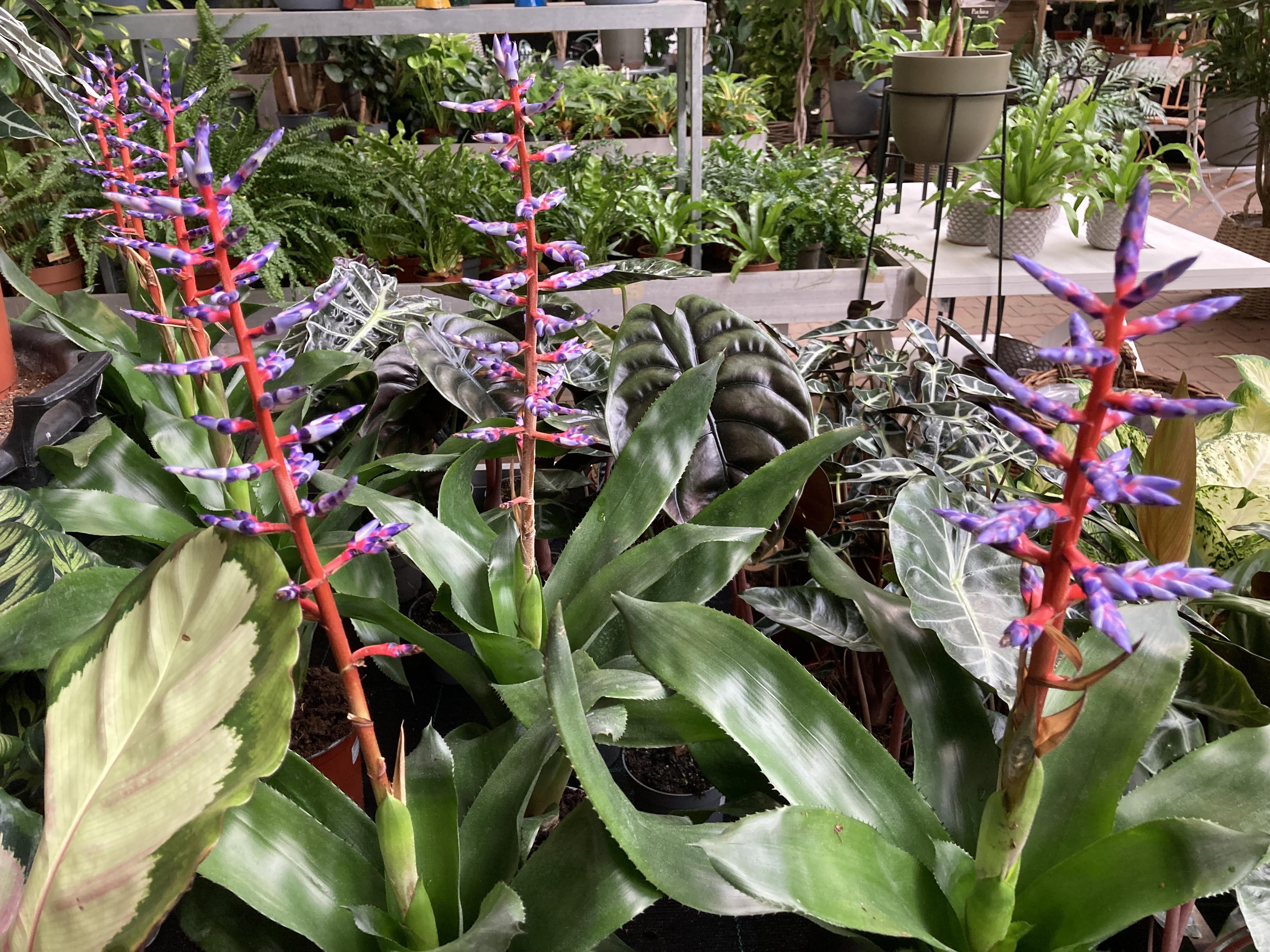 Zahradnické centrum Ferenčík foto 5