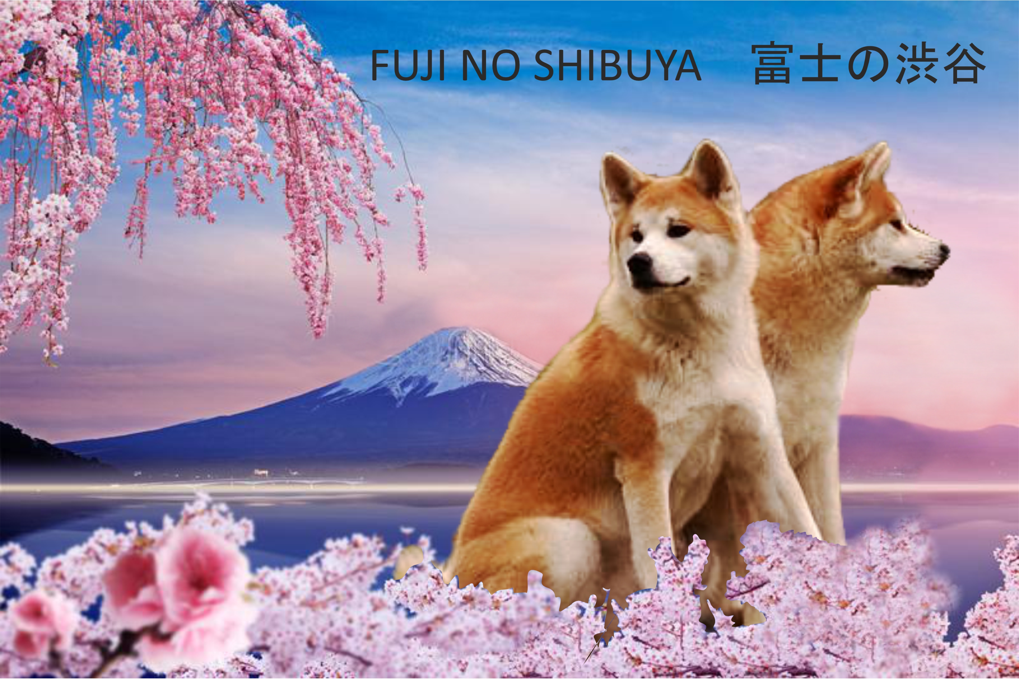 Akita Inu Chovatelská stanice - Fuji No Shibuya foto 4