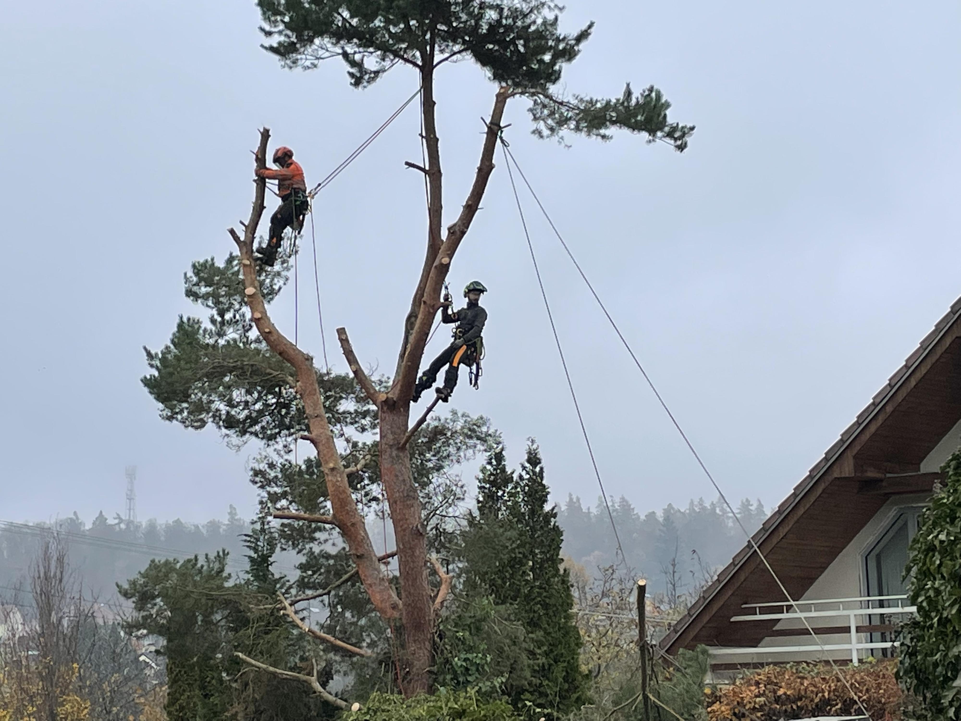 Rizikové kácení RK foto 3