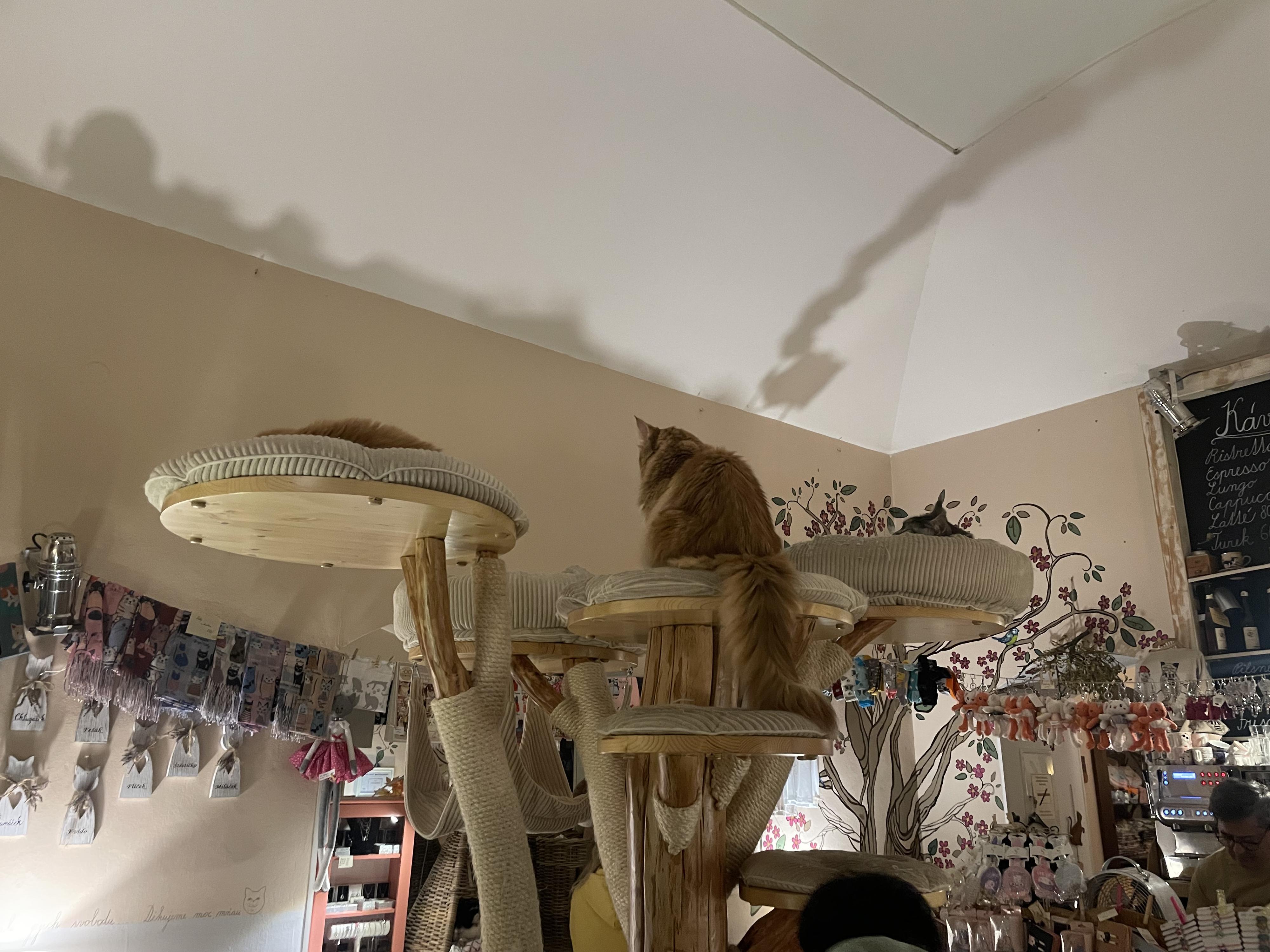 Kočičí kavárna foto 6