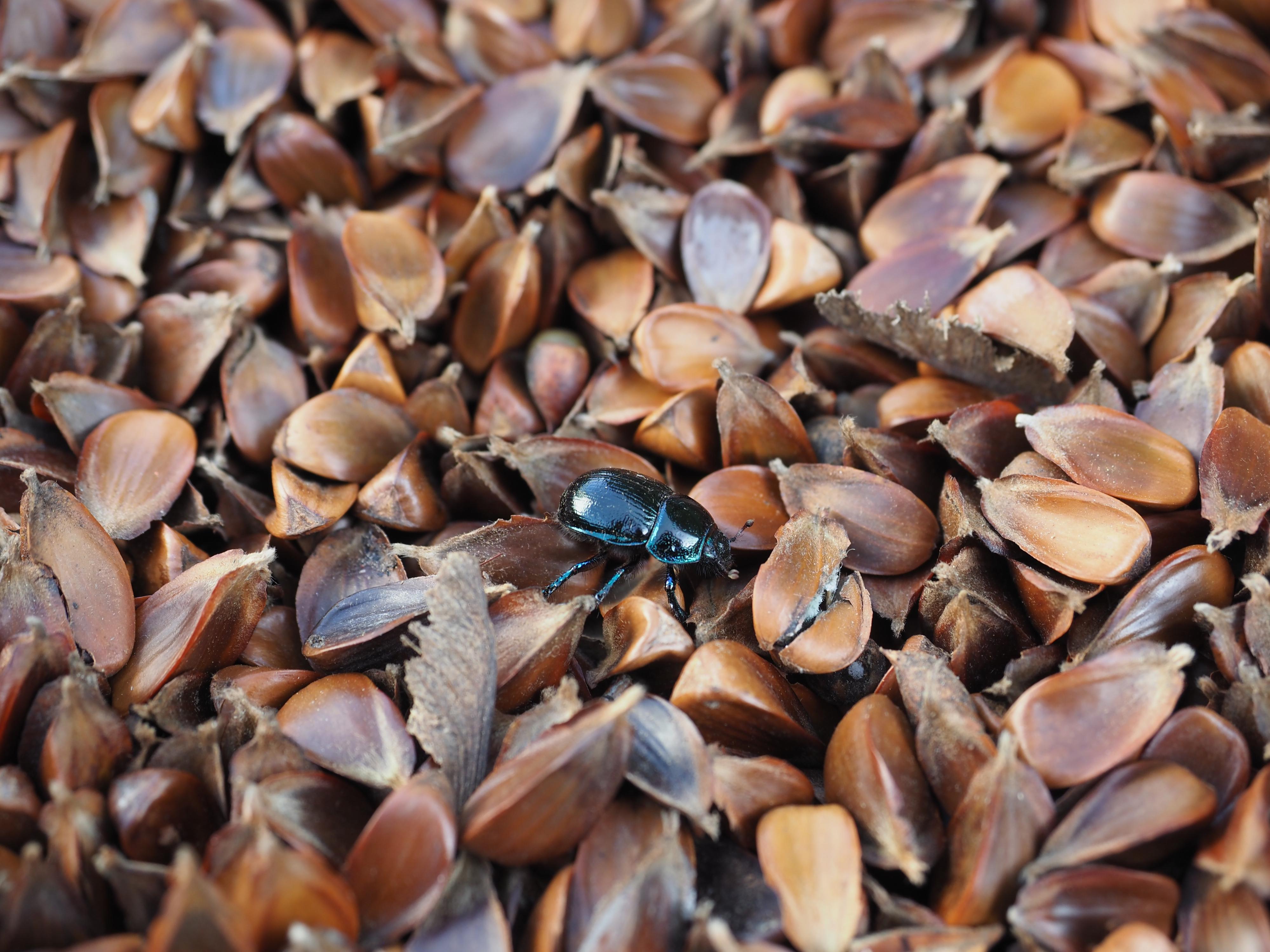Lesy České republiky - Semenářský závod foto 4