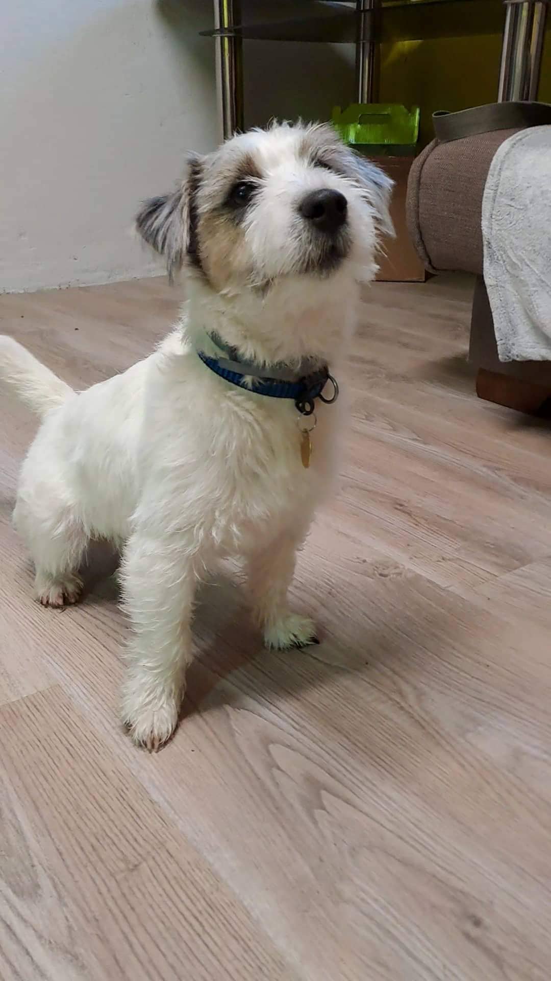 Psí salon pod Řípem foto 6