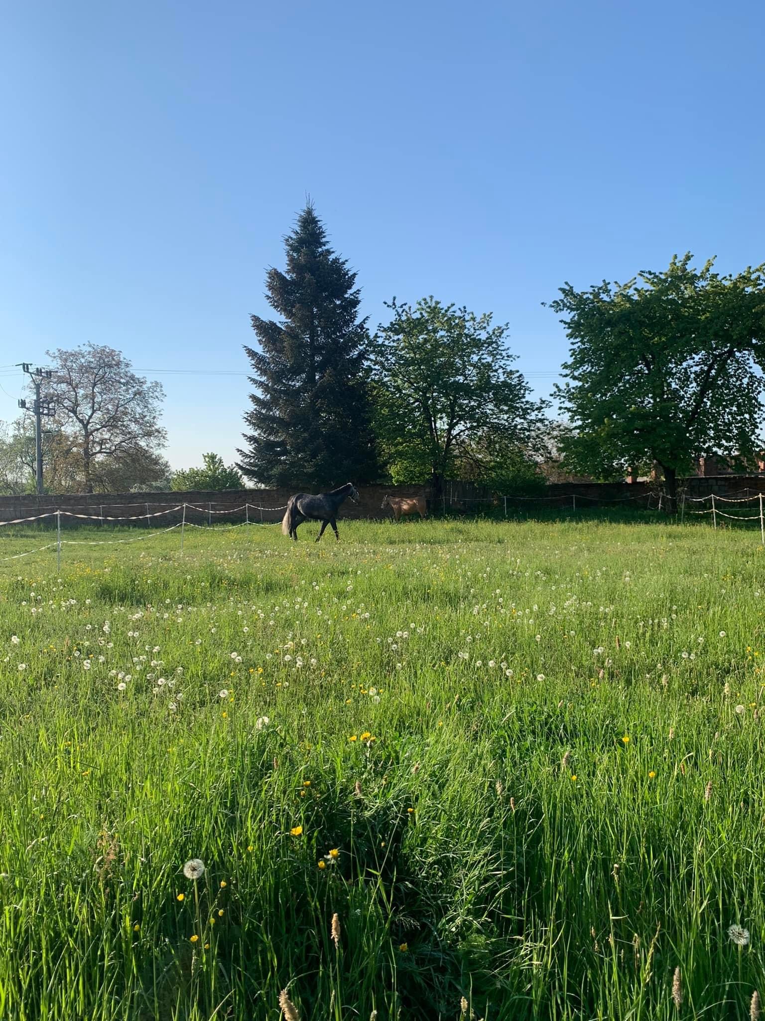 TJ Zámecký hřebčín z.s. foto 4