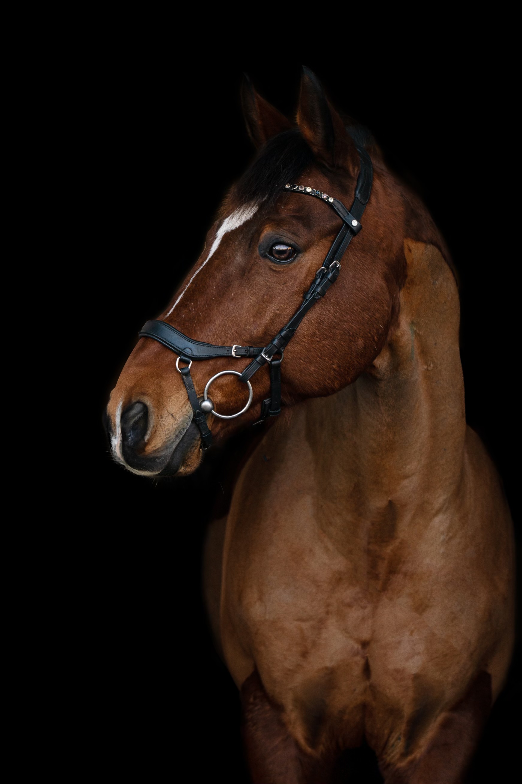 TJ Zámecký hřebčín z.s. foto 2