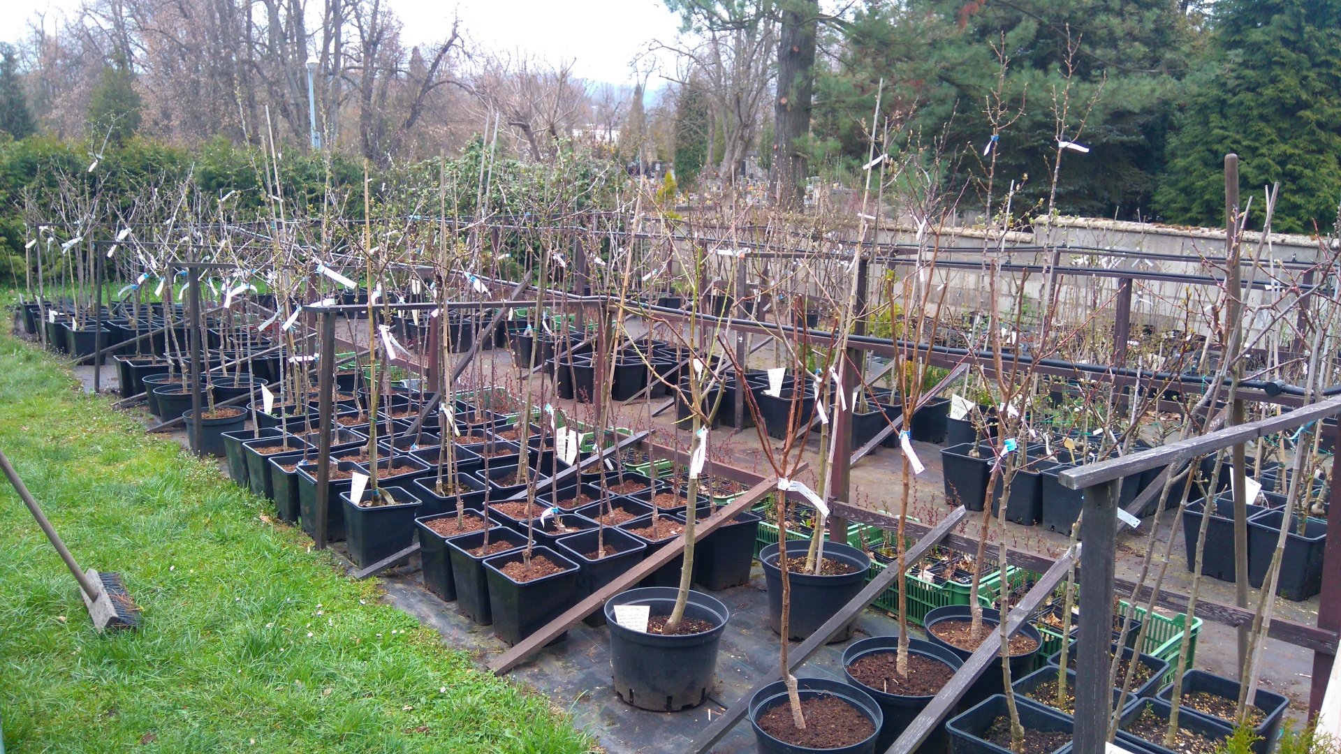 Béďa - květinářství, zahradnictví foto 3