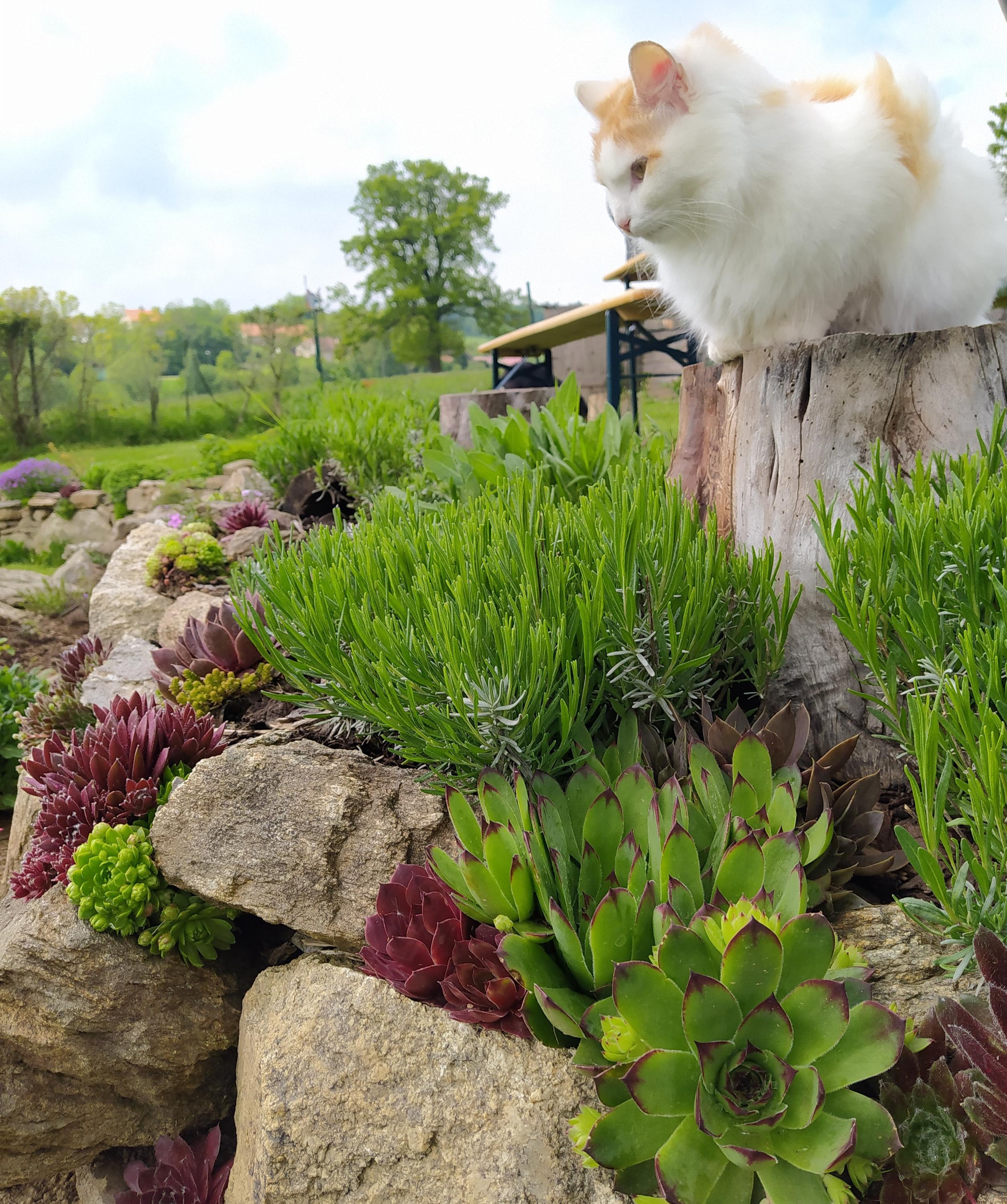 Farma na Kopečku foto 3