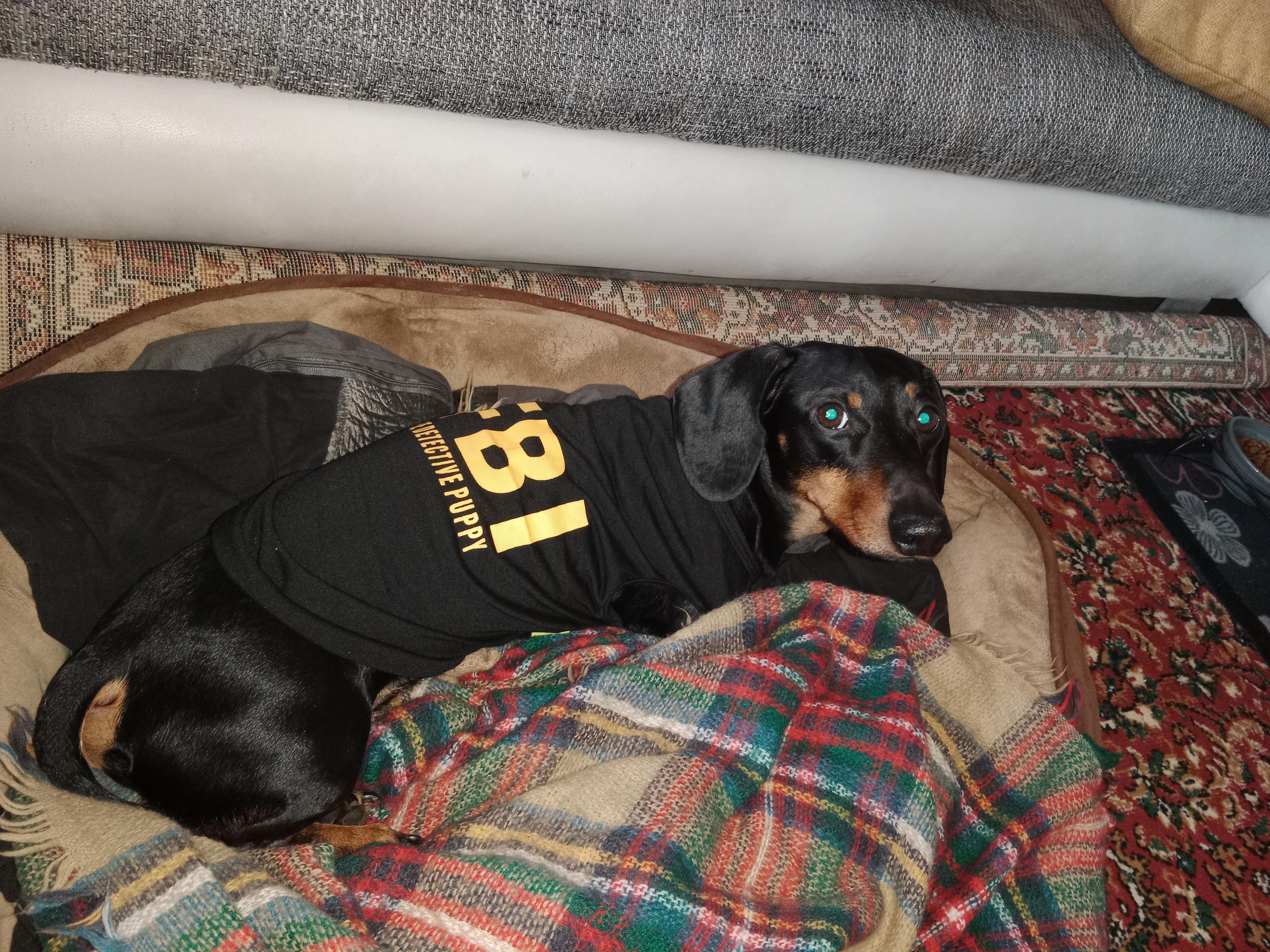 VETINO Jaggy Brno s.r.o. foto 5