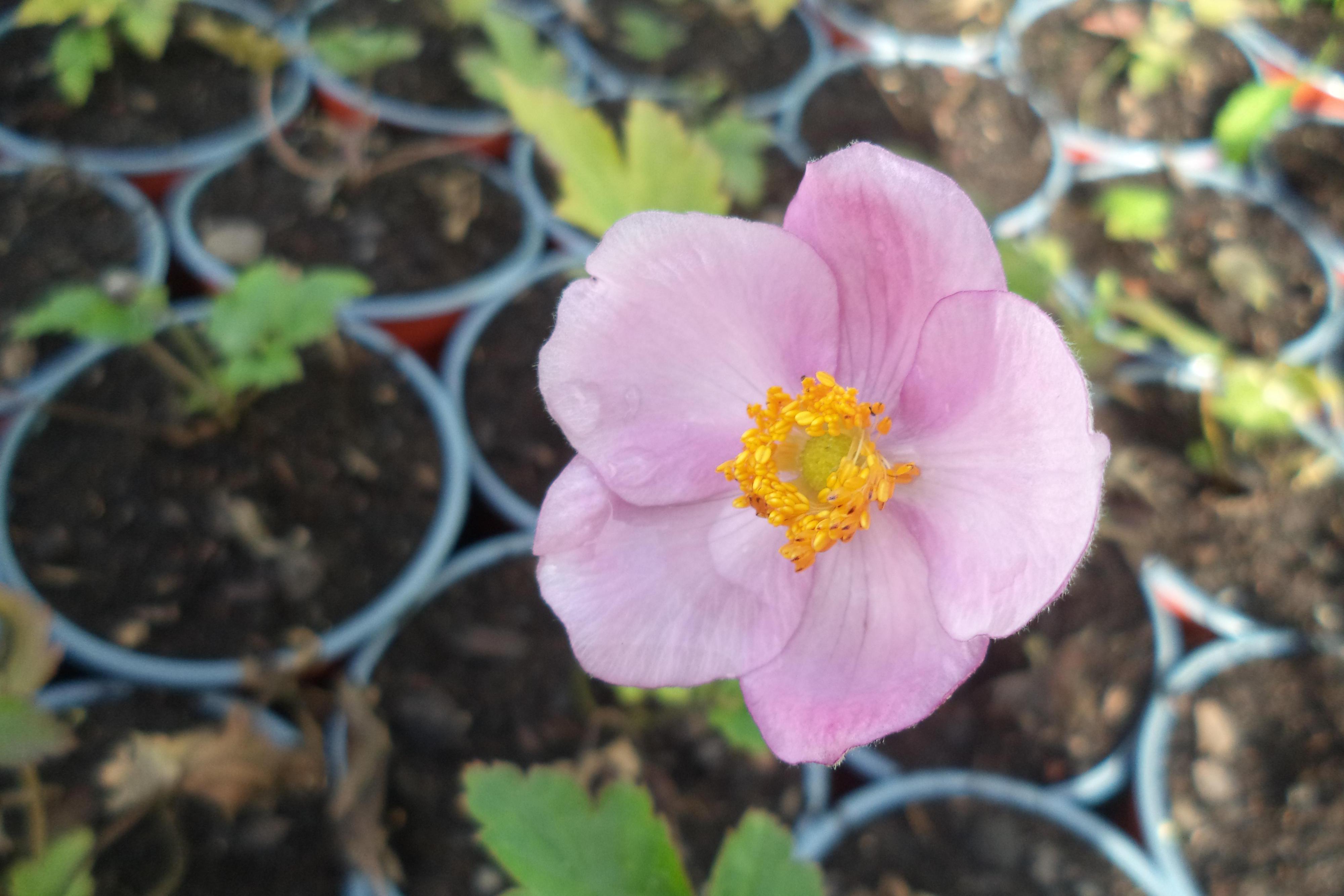 Flora Jedlová s.r.o. - trvalková školka