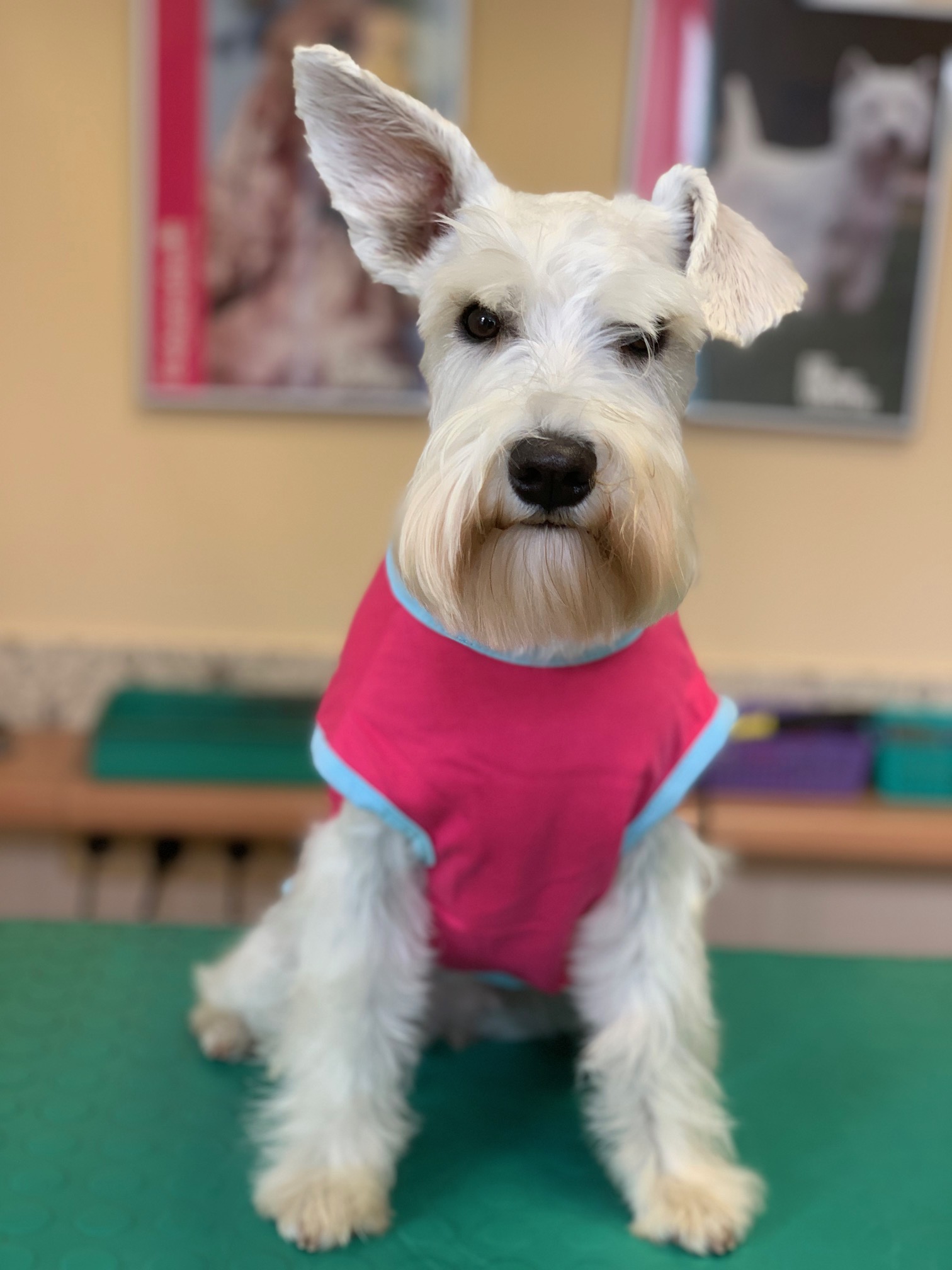 Specializovaná prodejna pro psy  - FOR PETS s.r.o. foto 3