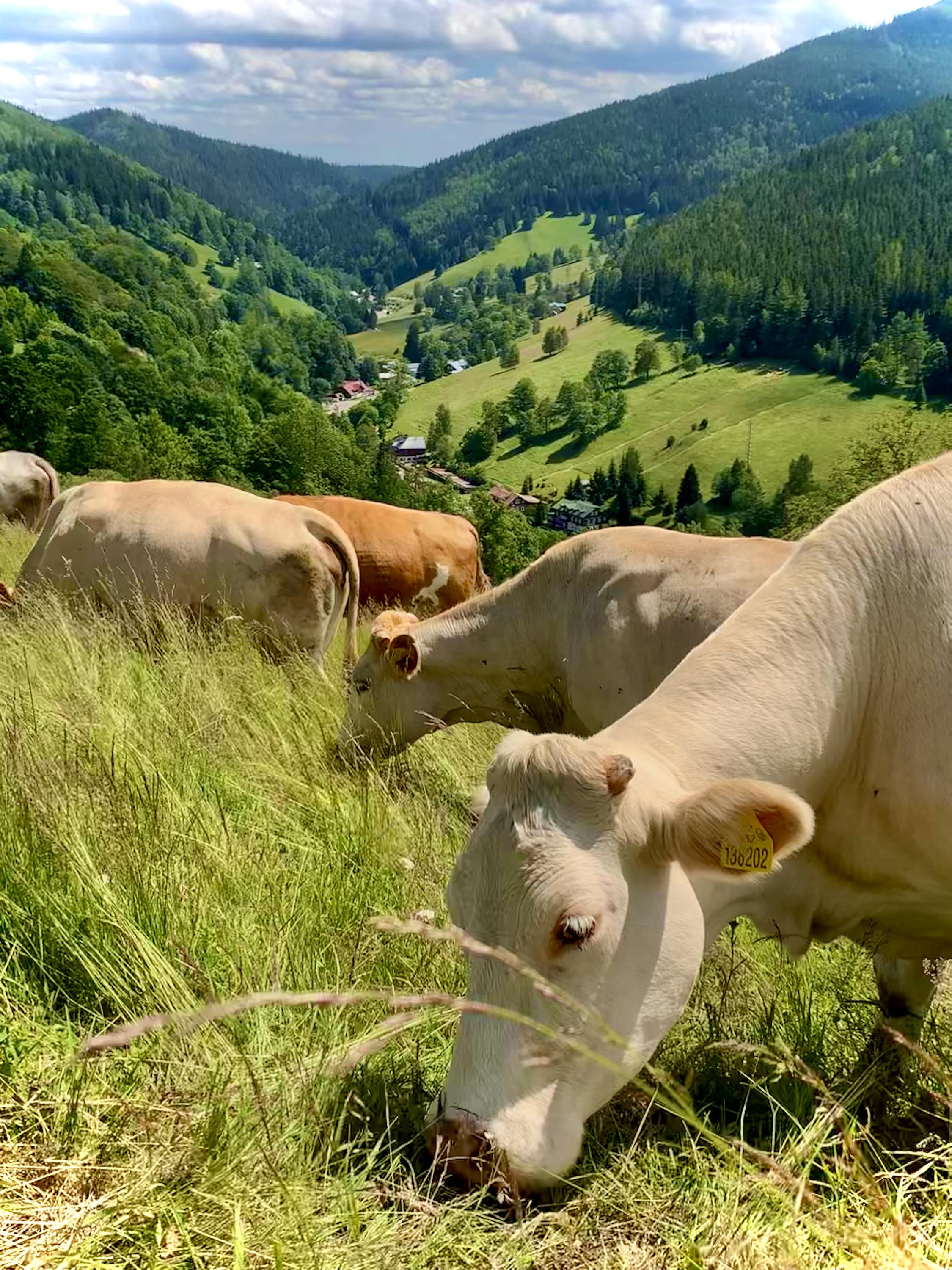 Chata Vkus foto 3
