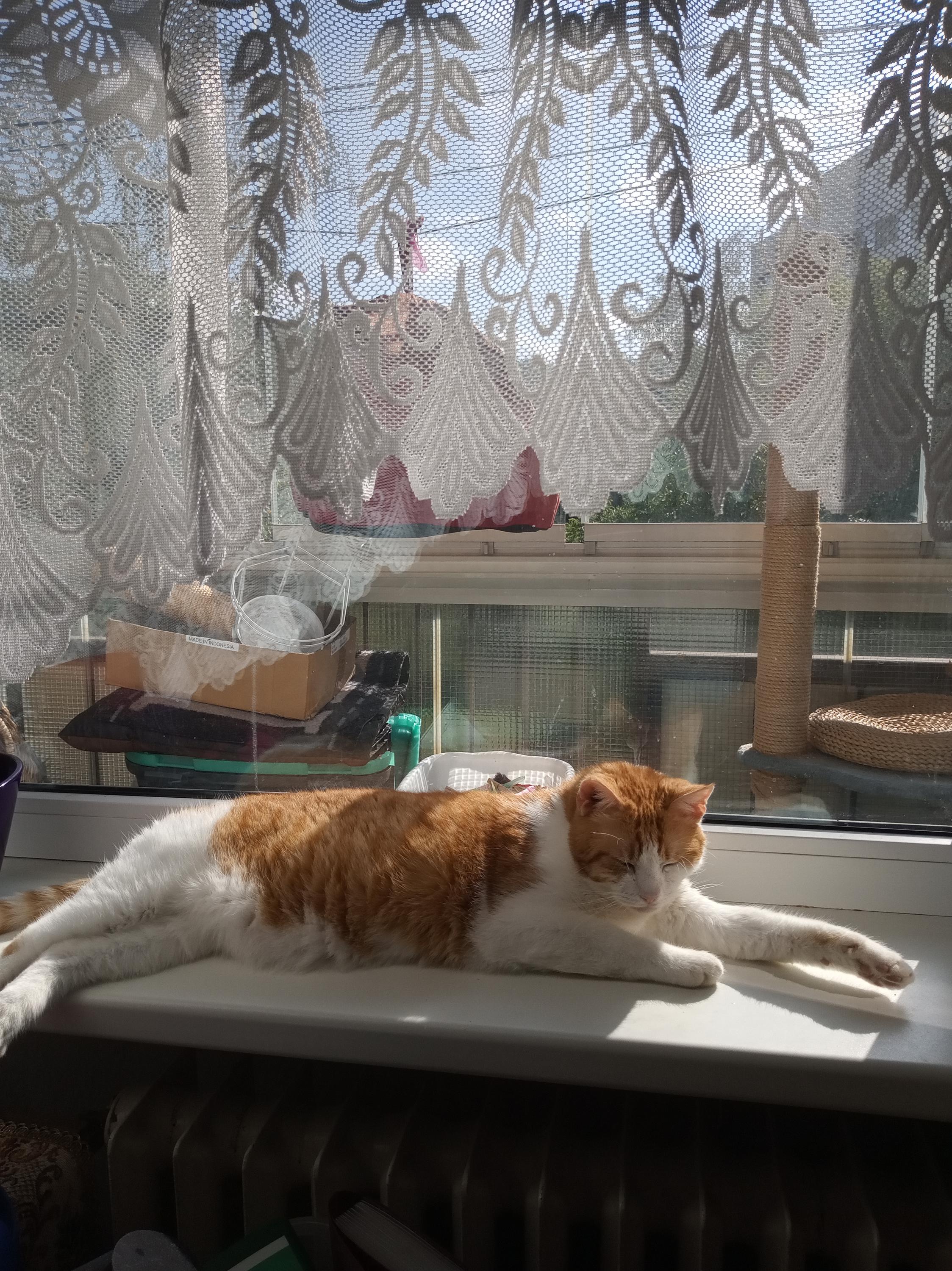 Městský útulek pro toulavá a opuštěná zvířata Děčín foto 3