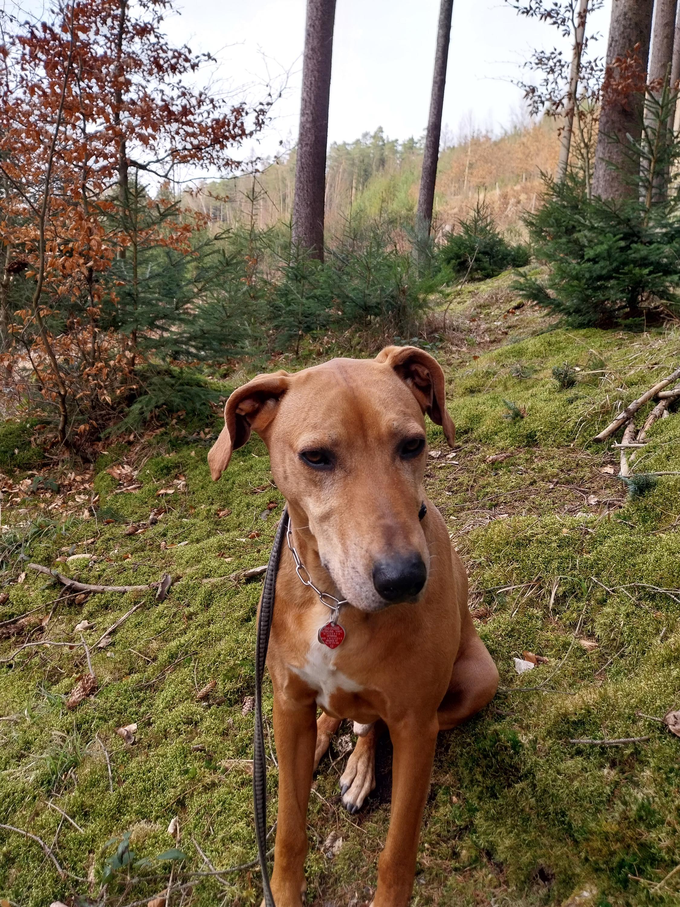 Petra Kopecká - Hotel pro psy v přírodě foto 5