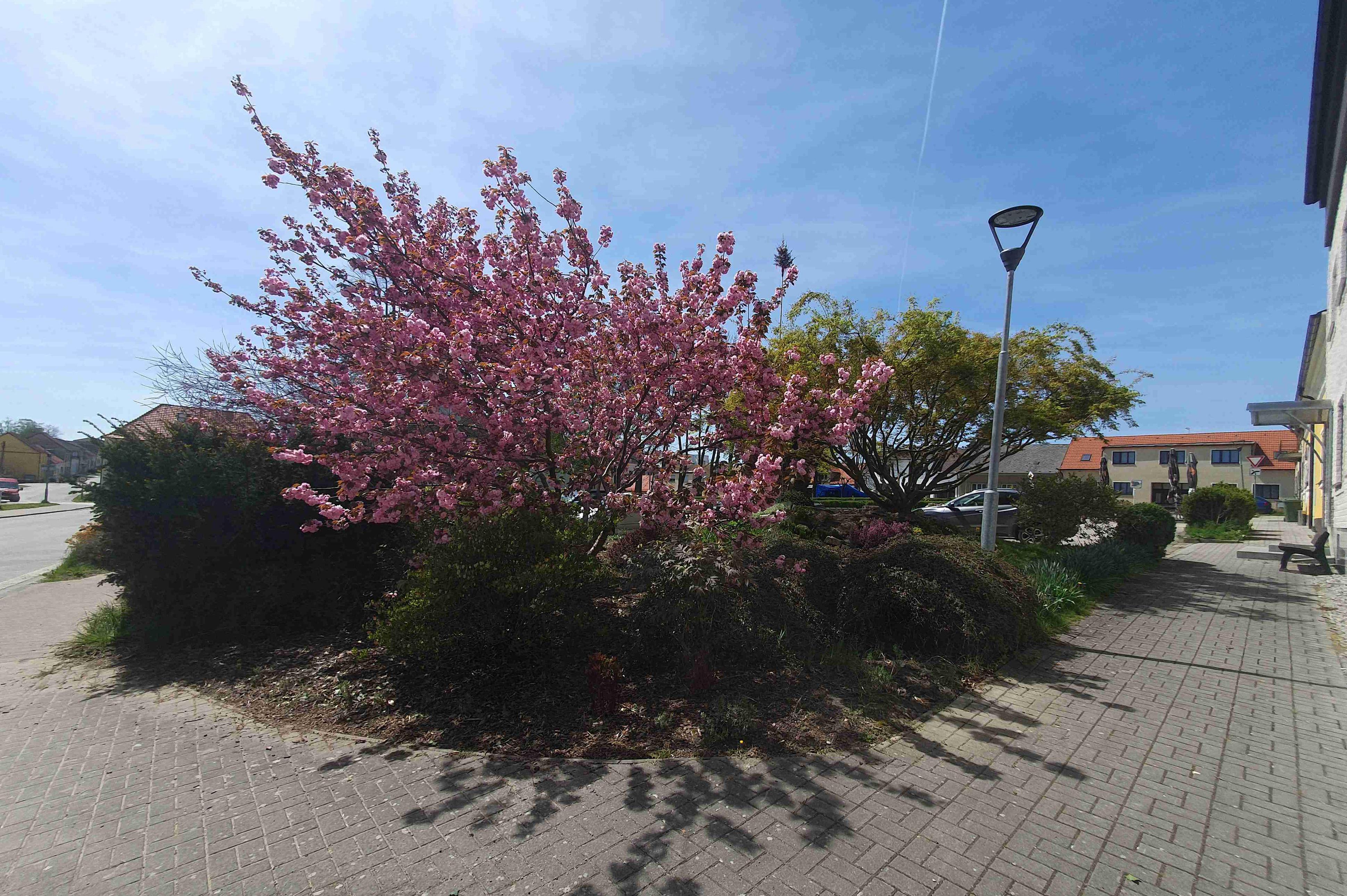 Odborný ořez stromů Ing. Martin Novák