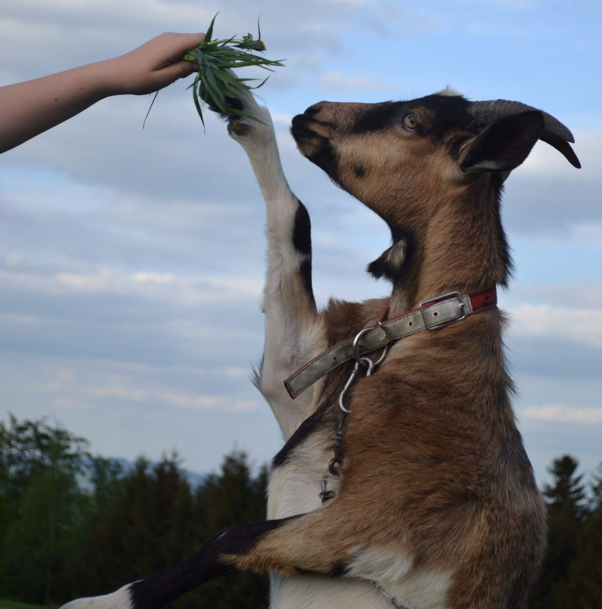 Statek U Robinsonek foto 4