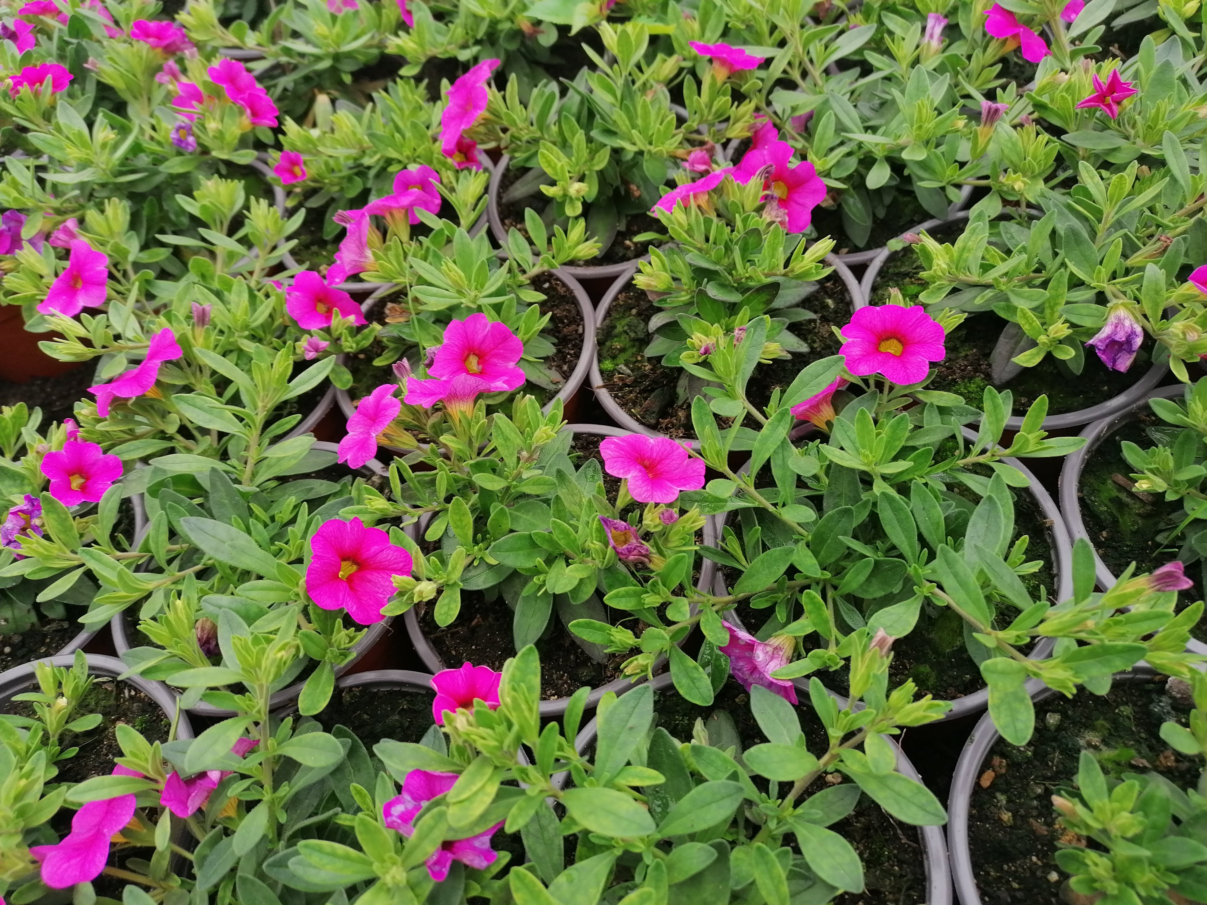 Zahradnicví Navrátilovi foto 4