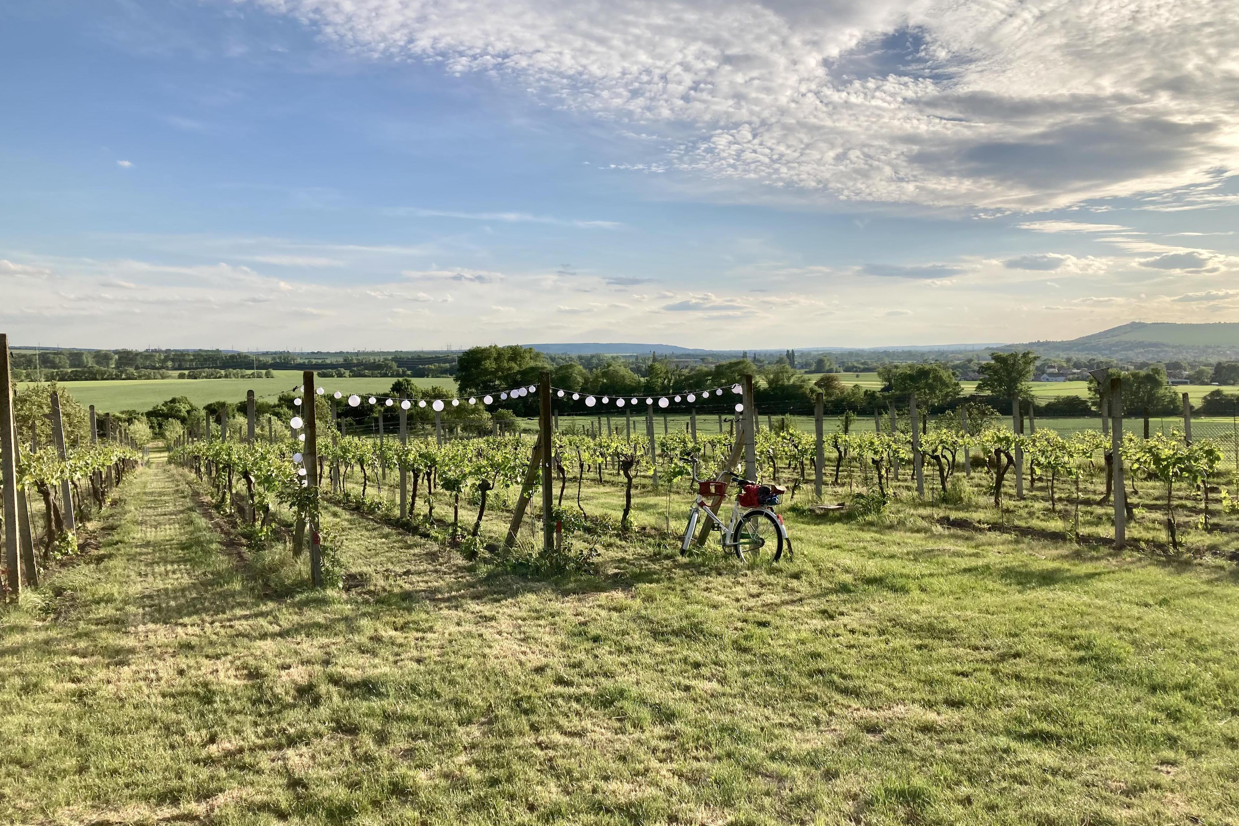 Vinařství S. Lorenz