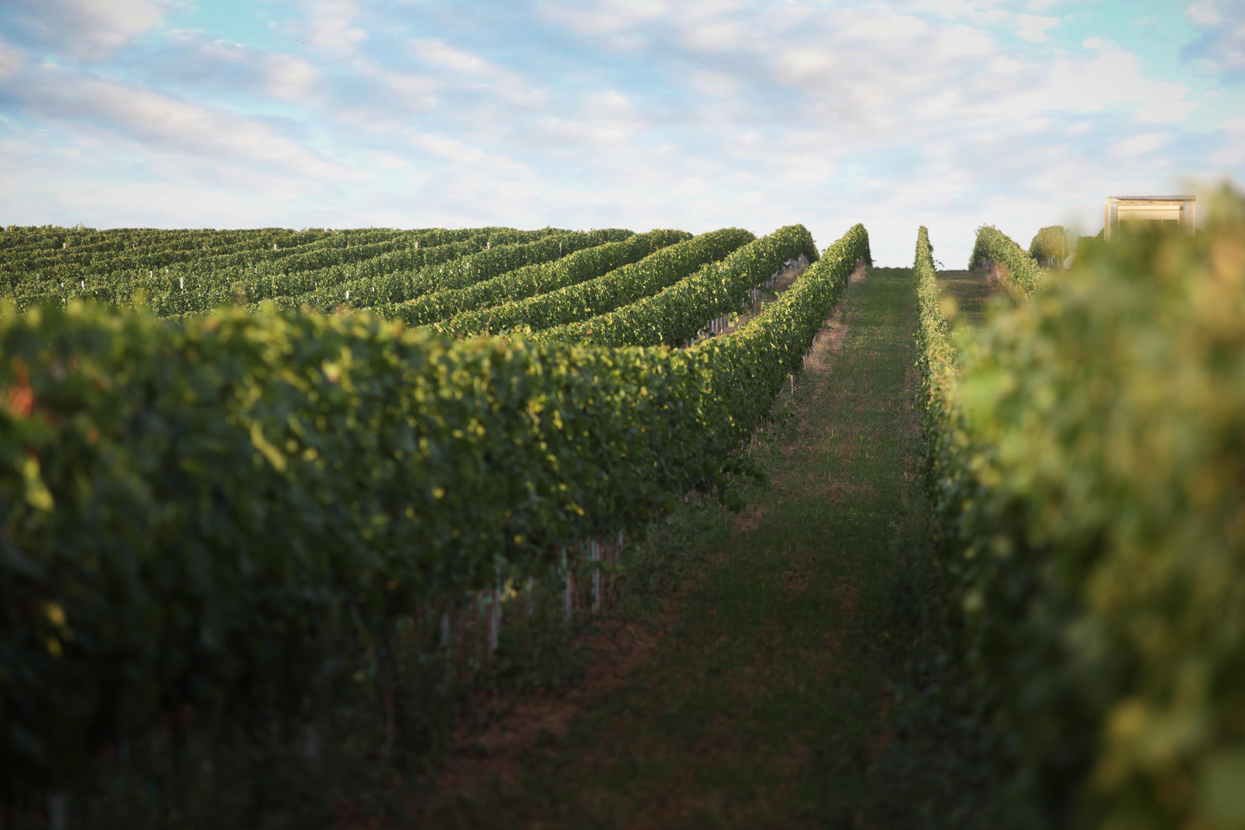 Víno z Trboušan foto 2