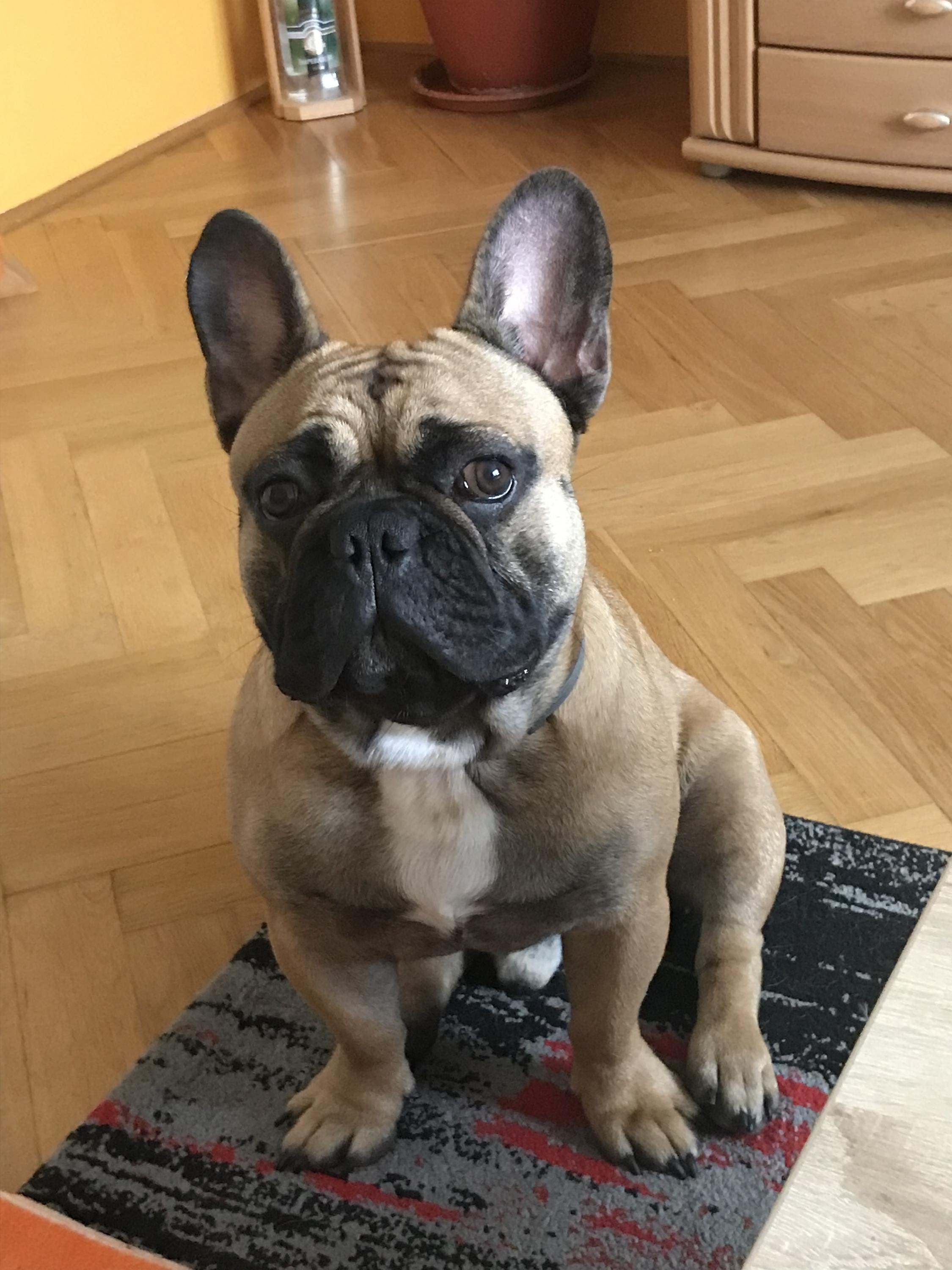 Miroslav Valentin - Hotel pro psy foto 6