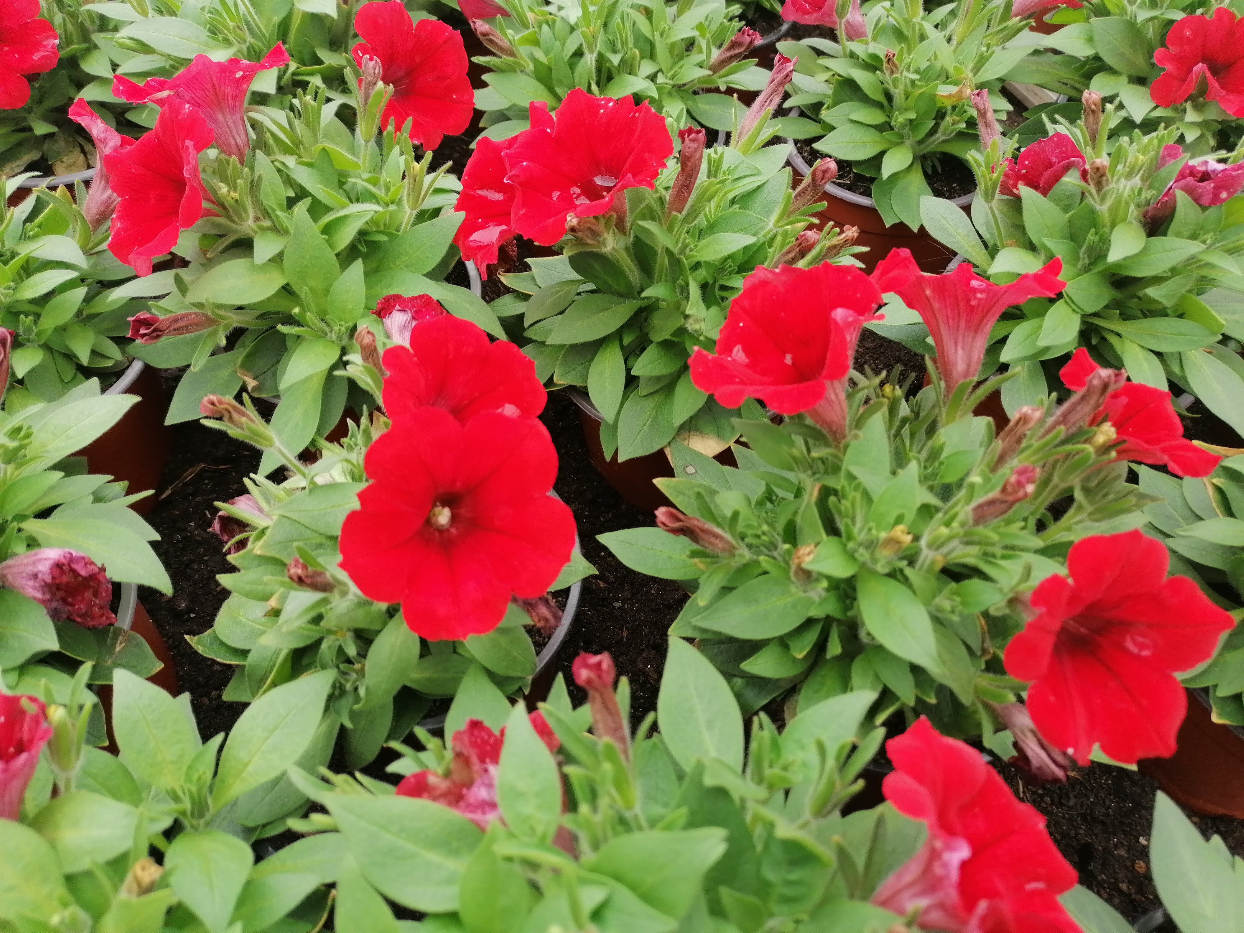 Zahradnicví Navrátilovi foto 3