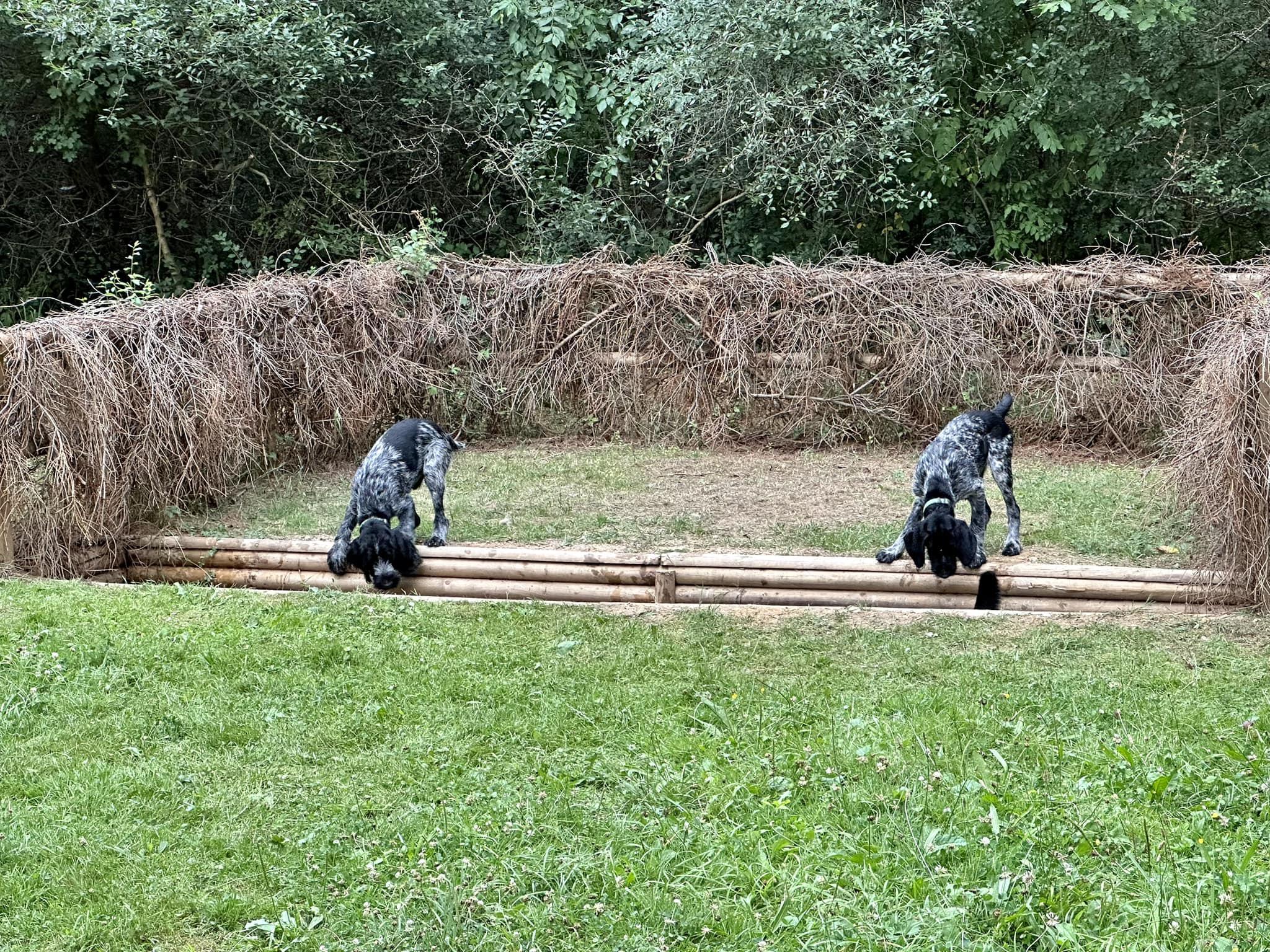 Lovecký výcvik psích plemen - Ing. Zuzana Čechová foto 4