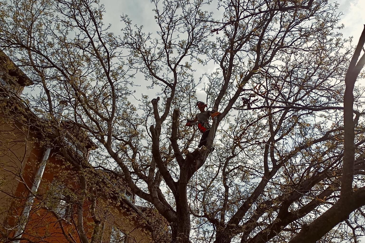 Rizikové kácení - Karel Matzner