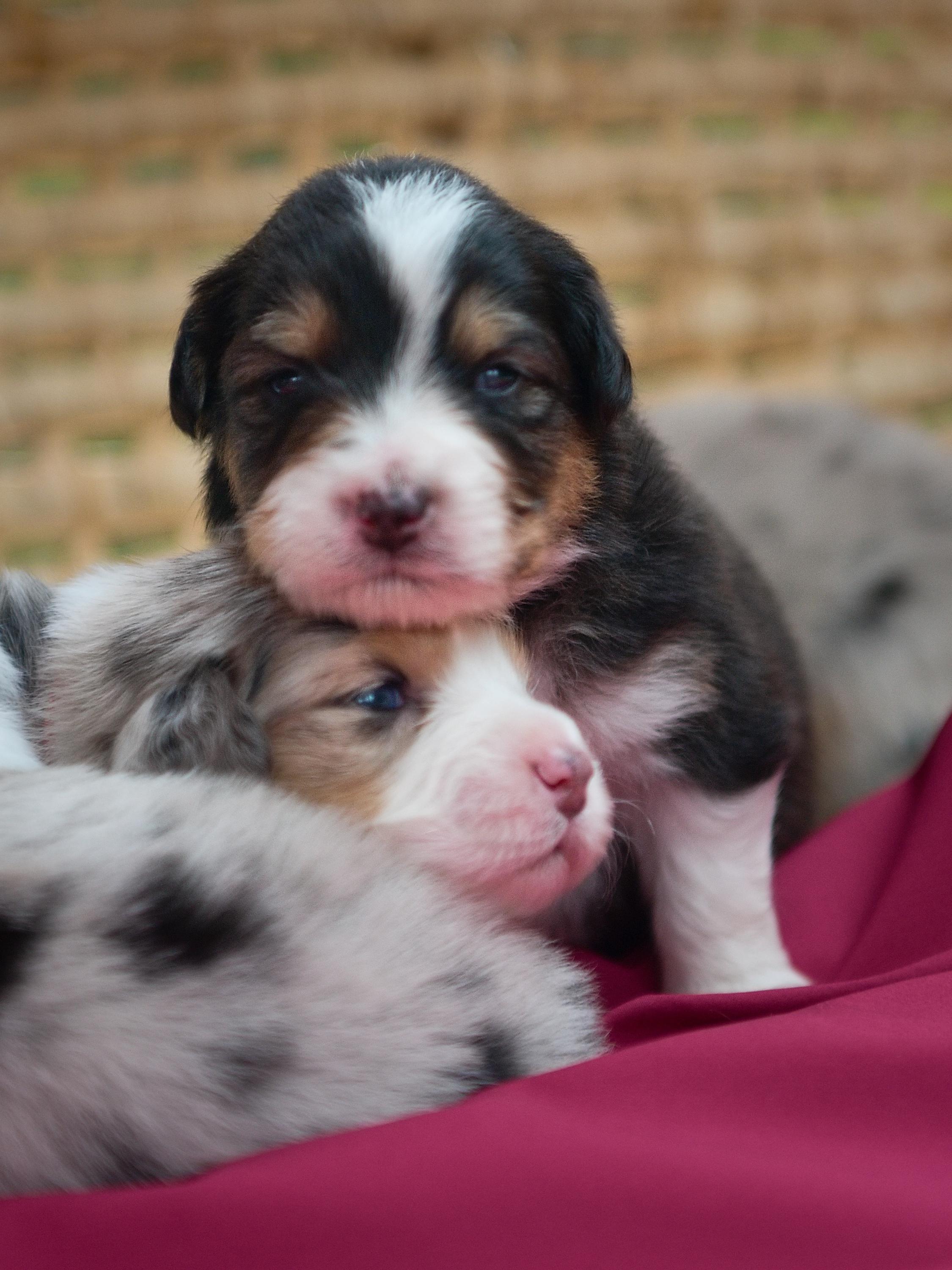 Chovatelská stanice Z Lesa Včelného foto 4