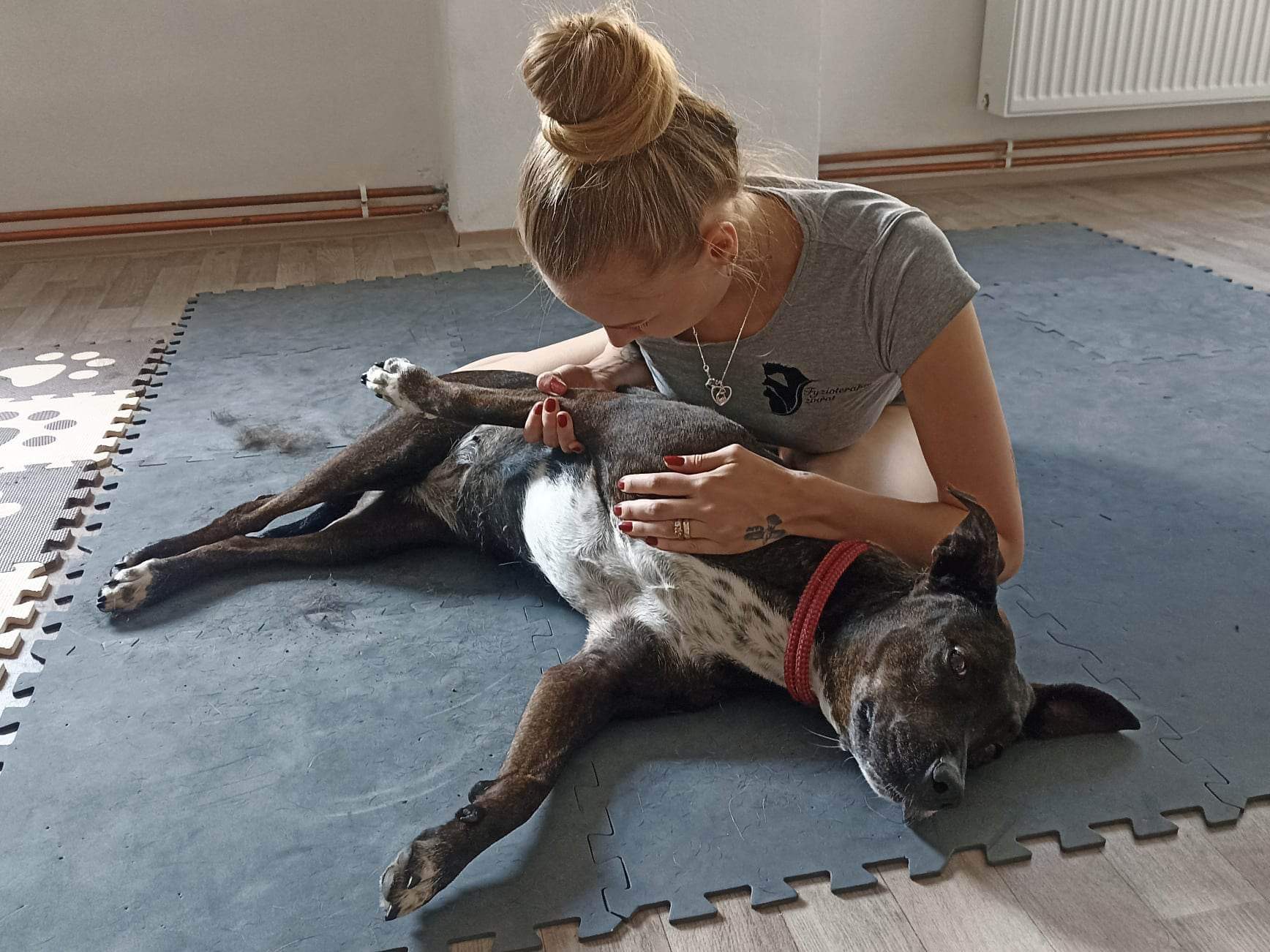 IdealDog - fyzioterapie malých zvířat