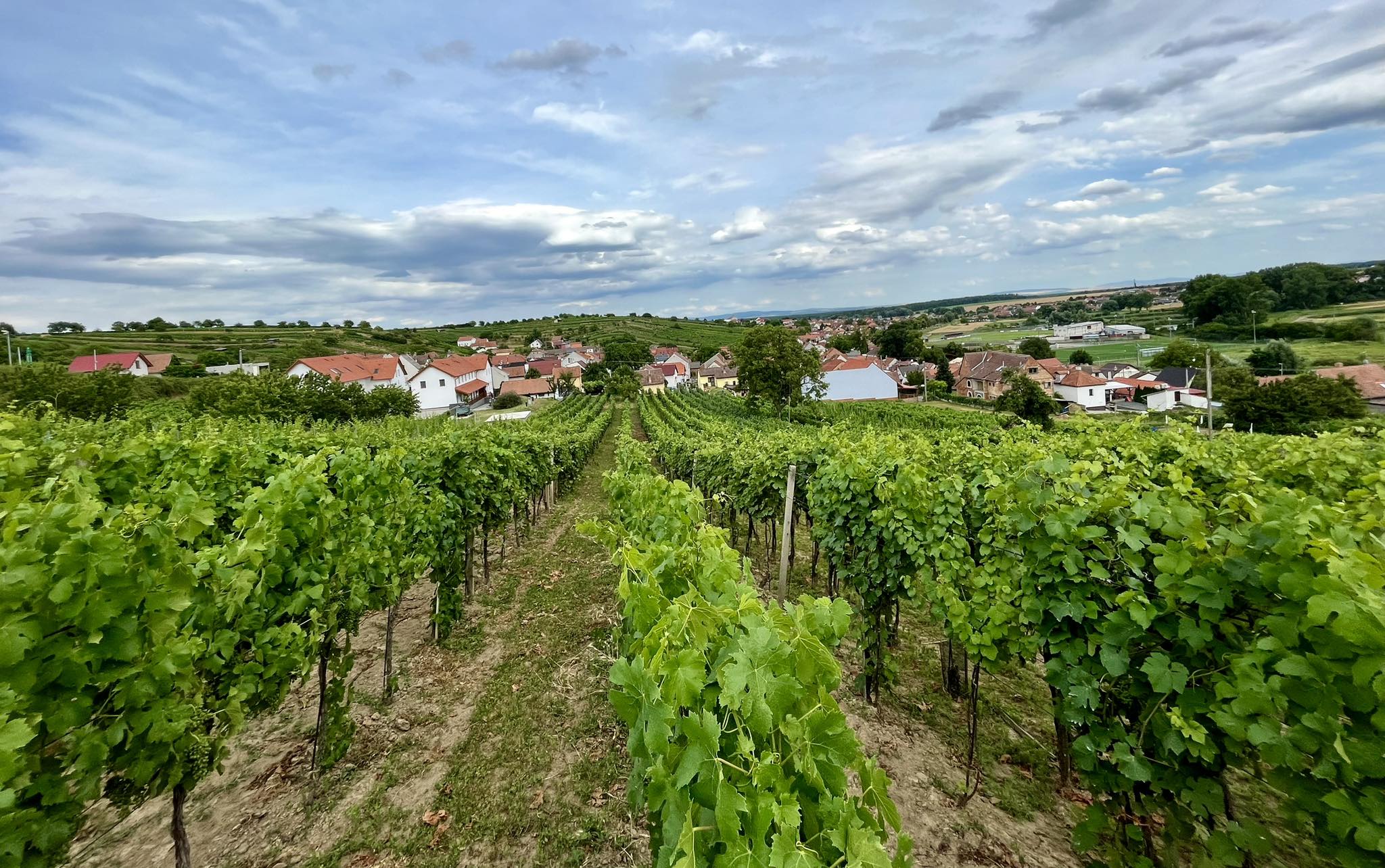 Vinařství Zálešák foto 3