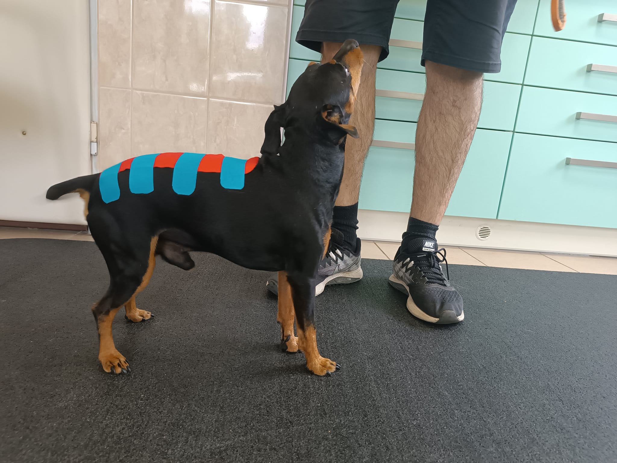 Therapet - Fyzioterapie a rehabilitace zvířat foto 4