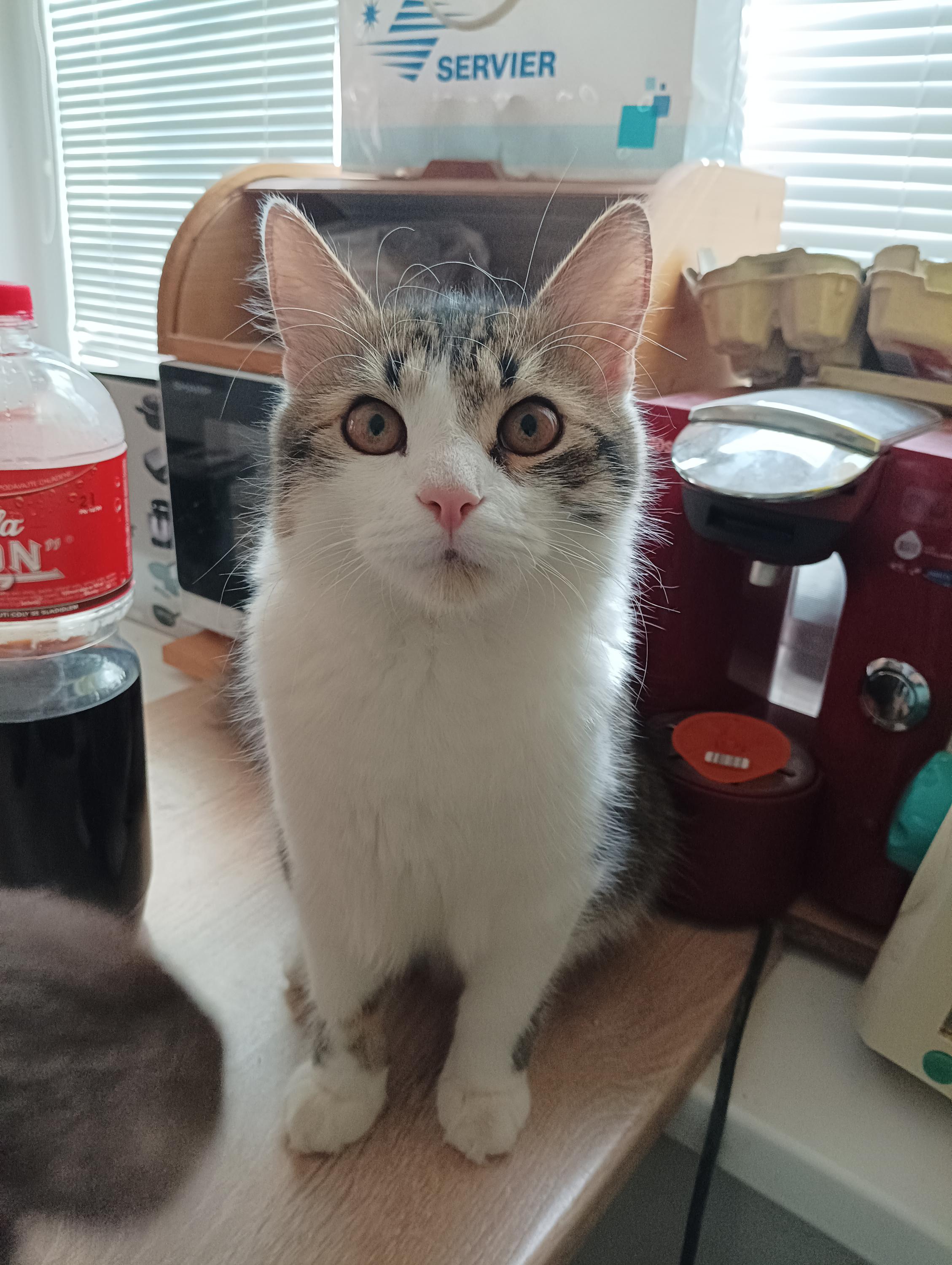 Veterinární ordinace MiaVet foto 5