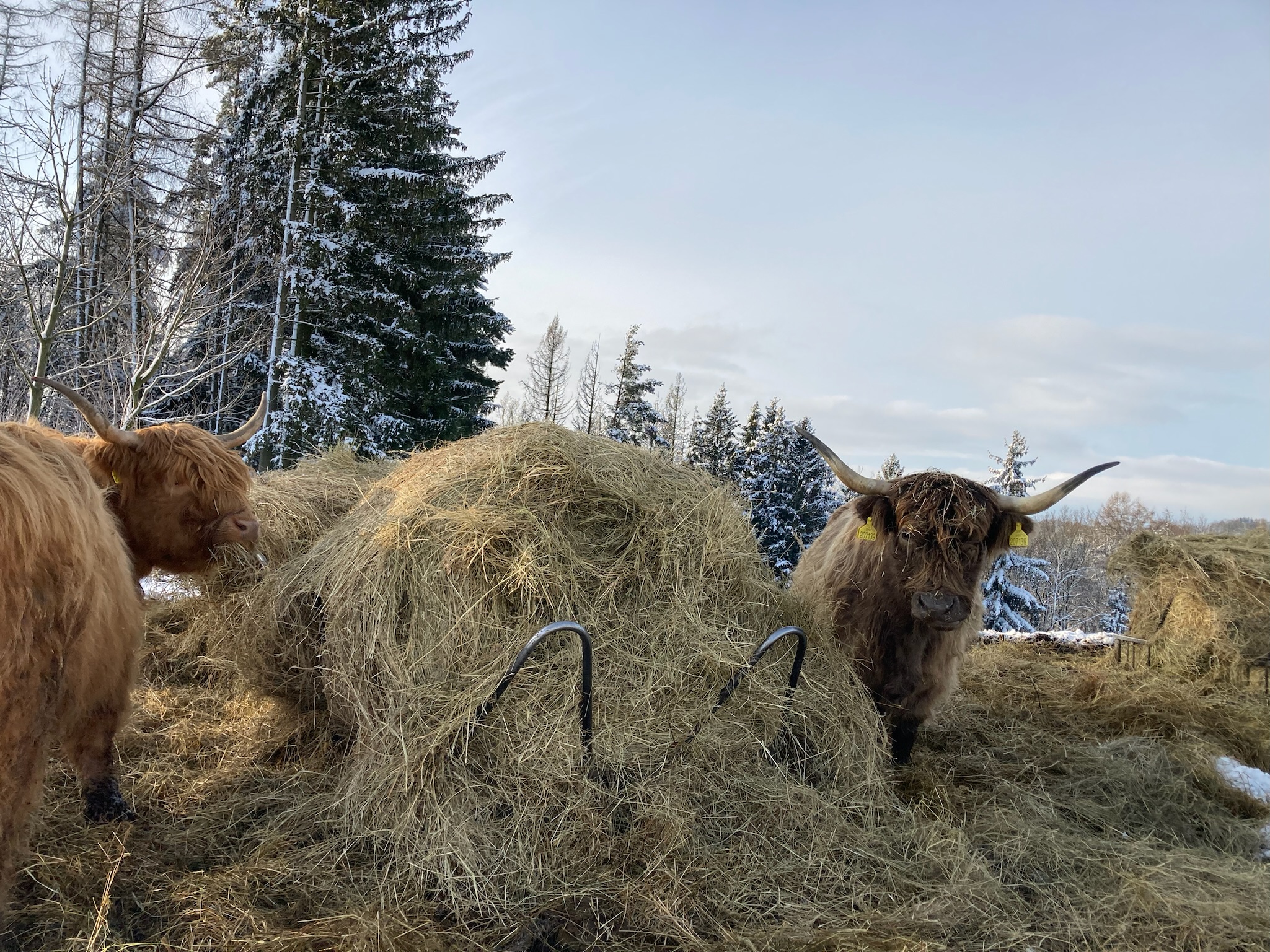 Farma Vojtěška foto 4