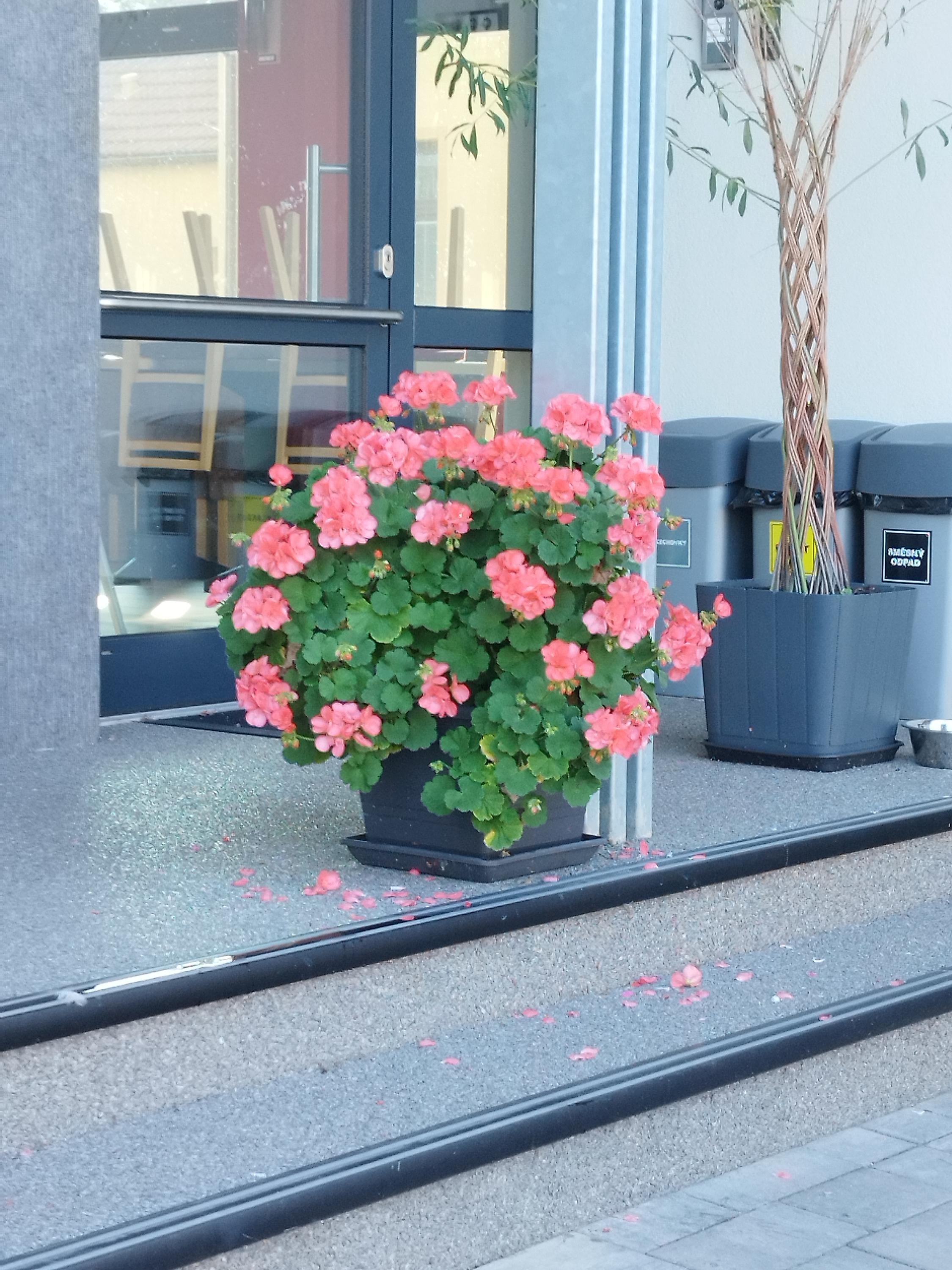 Penzion Vrtule foto 5