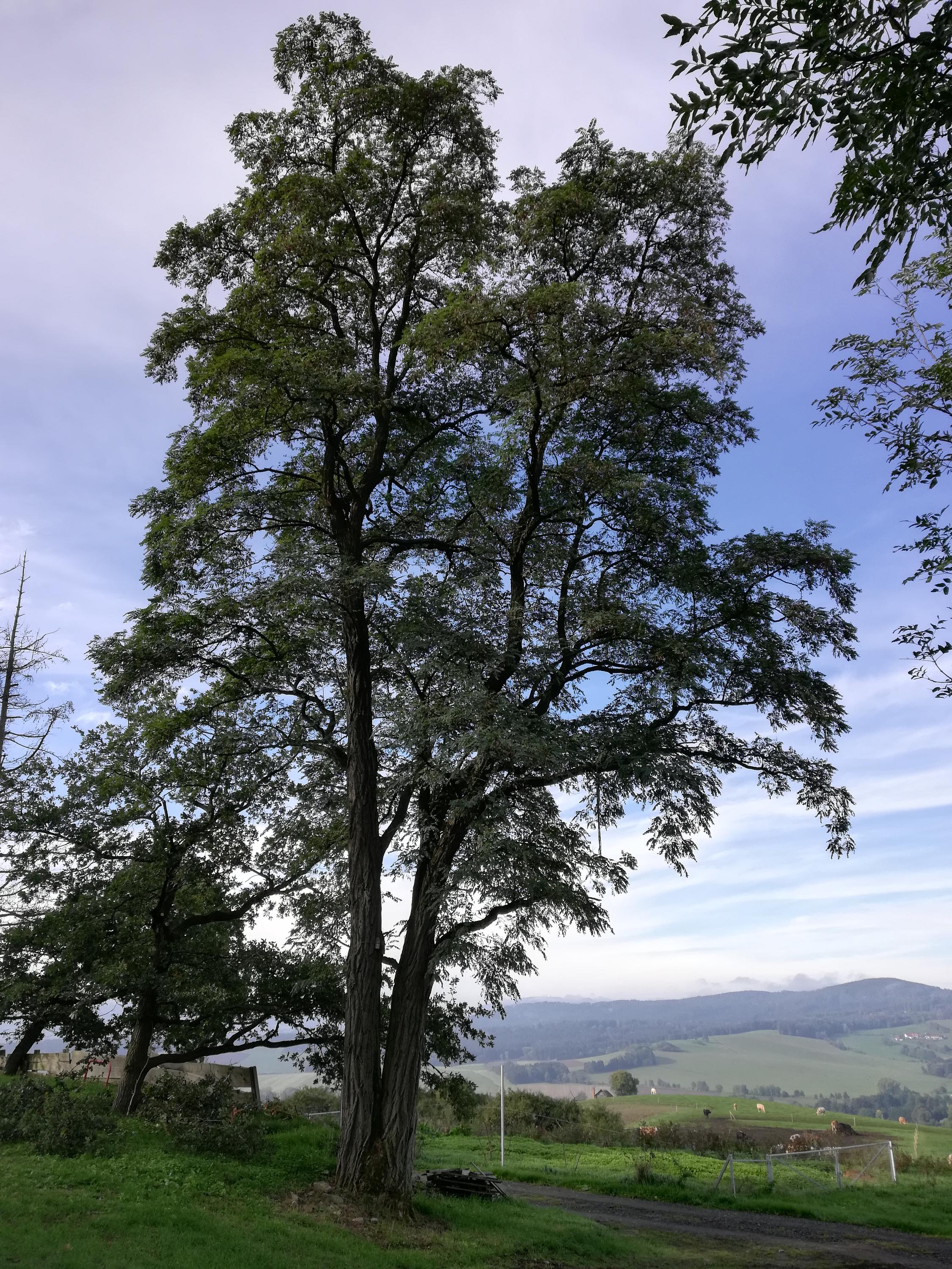 Tomáš Votava - arborista foto 5