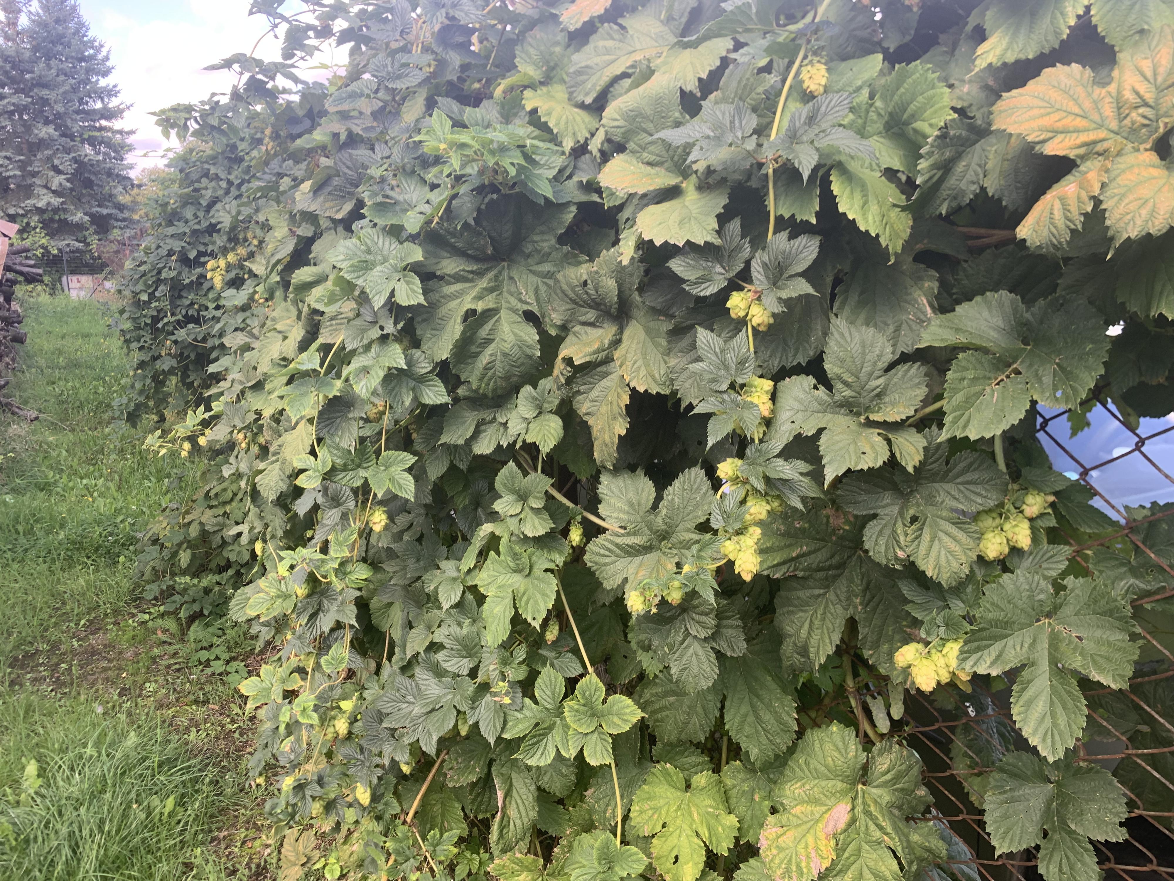 Pivovar Petr Petružálek foto 2