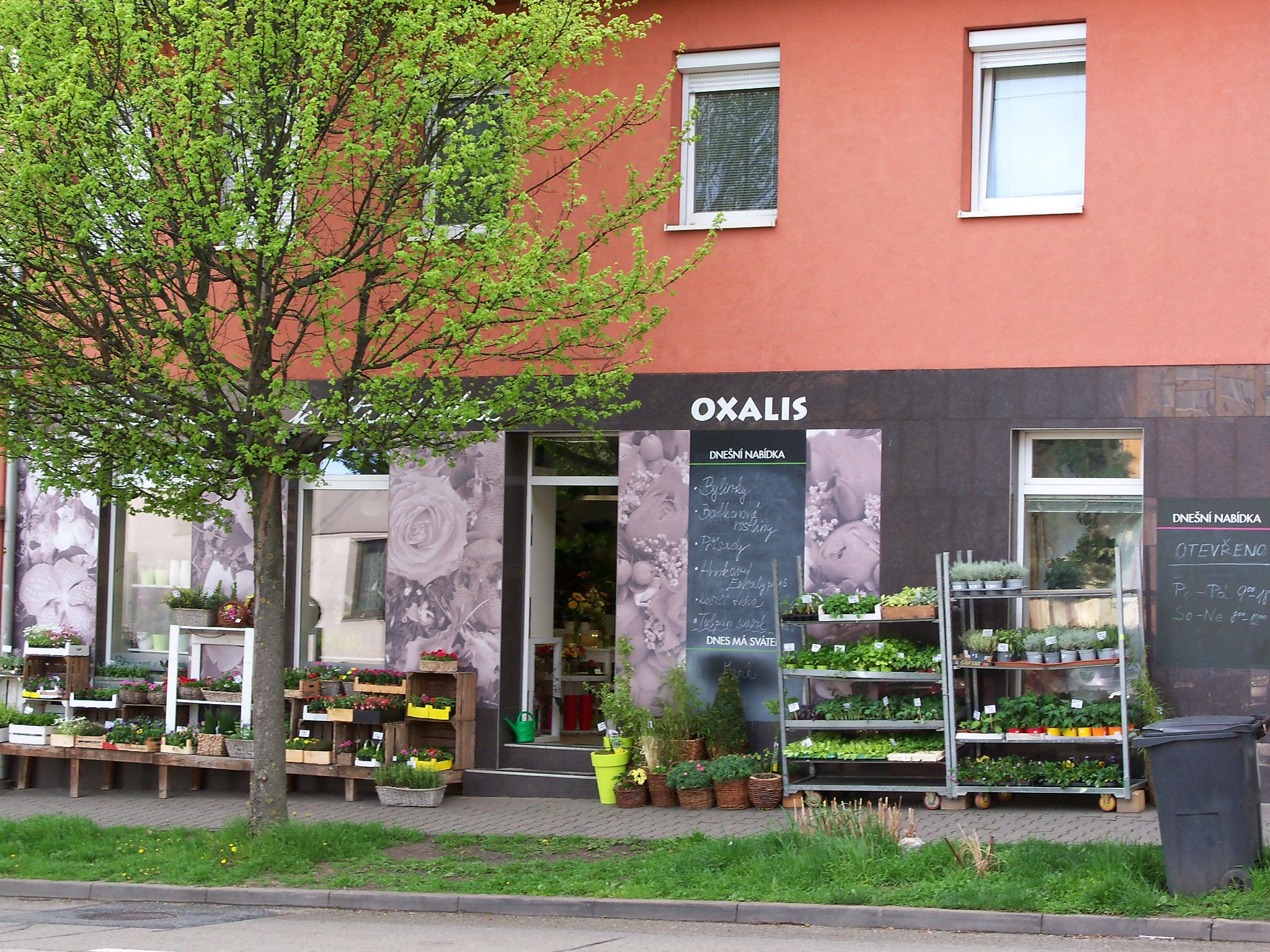 Květinářství Oxalis foto 3