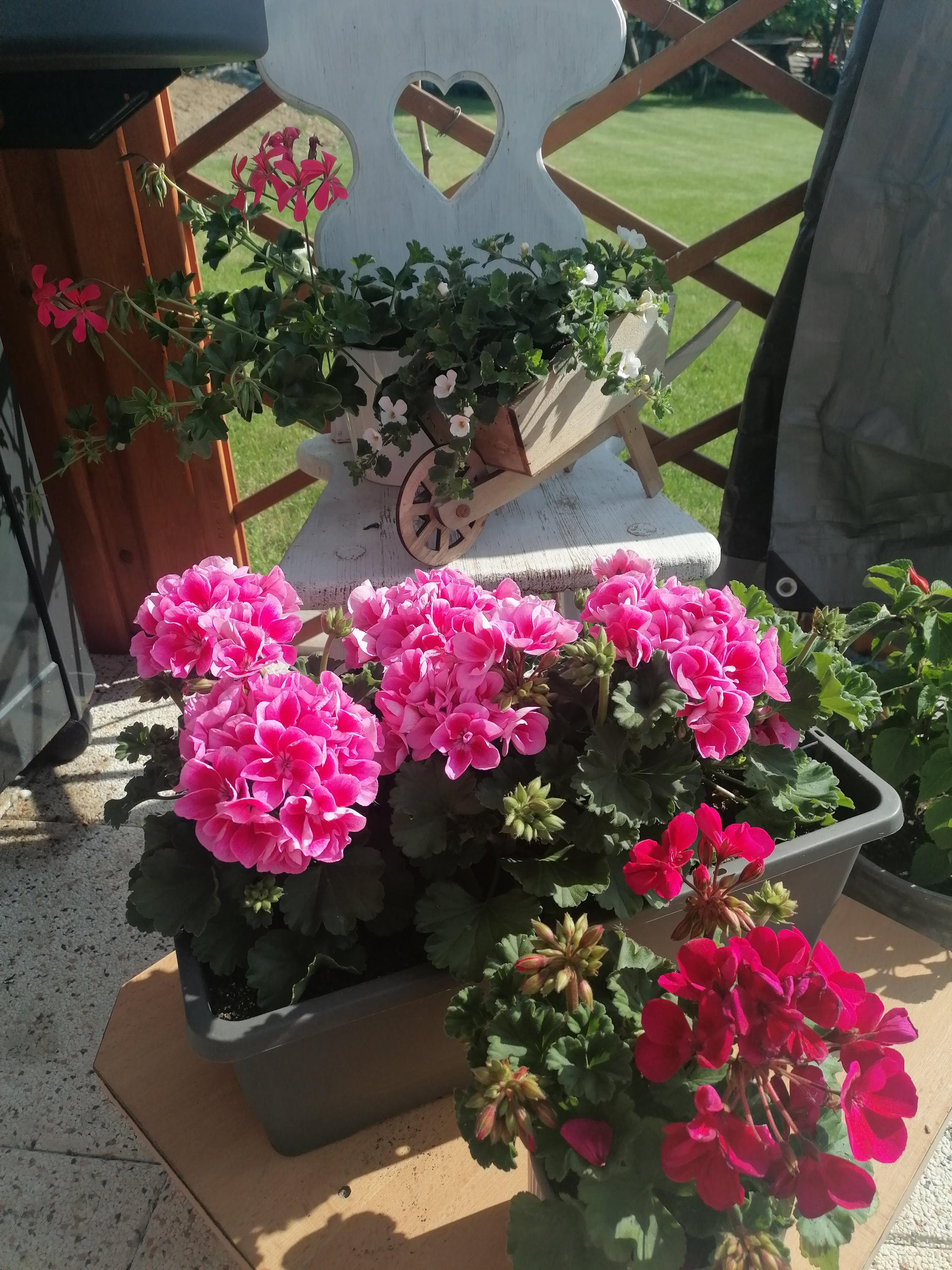 Zahradnicví Navrátilovi foto 2