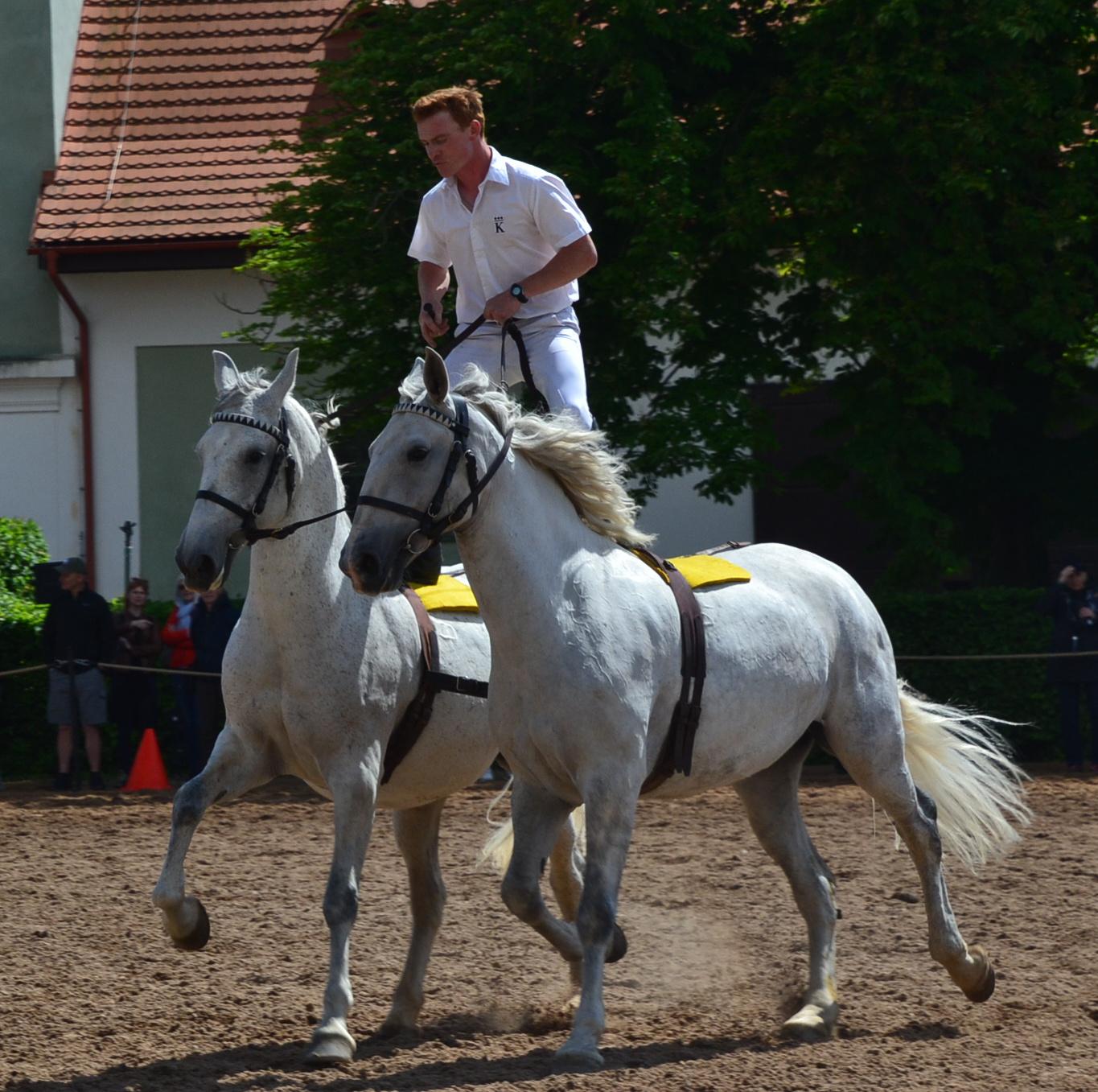 Národní hřebčín Kladruby nad Labem, státní příspěvková organizace foto 5