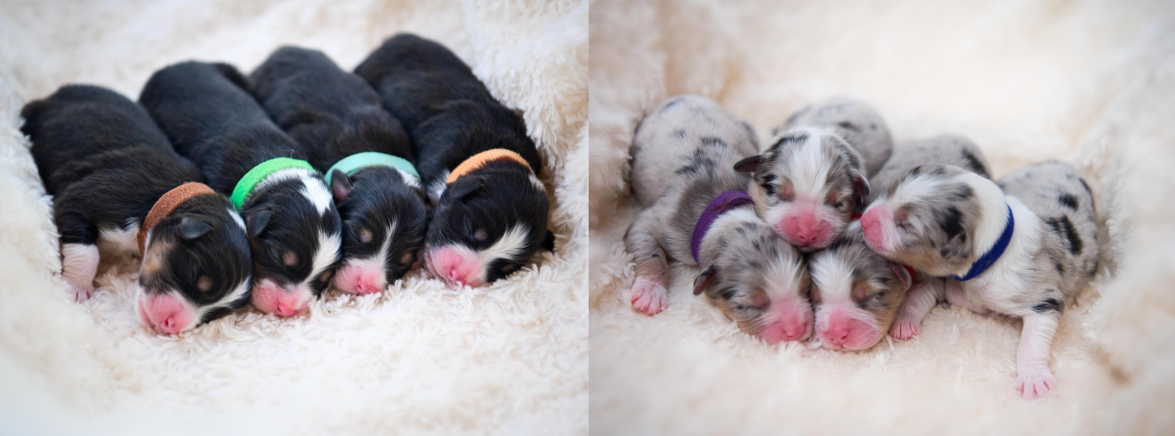 Chovatelská stanice Z Lesa Včelného foto 5