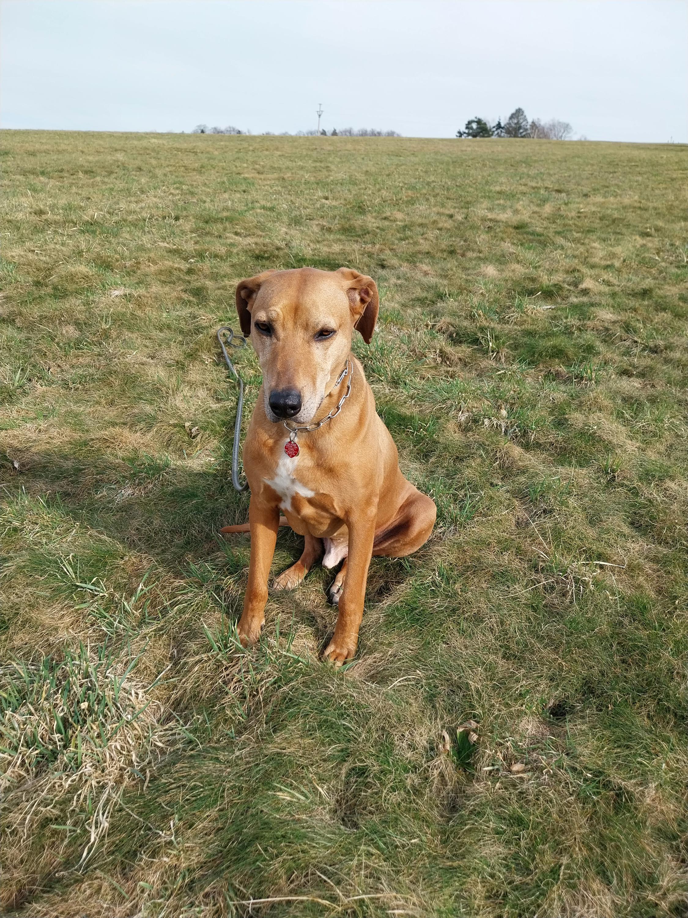 Petra Kopecká - Hotel pro psy v přírodě foto 6