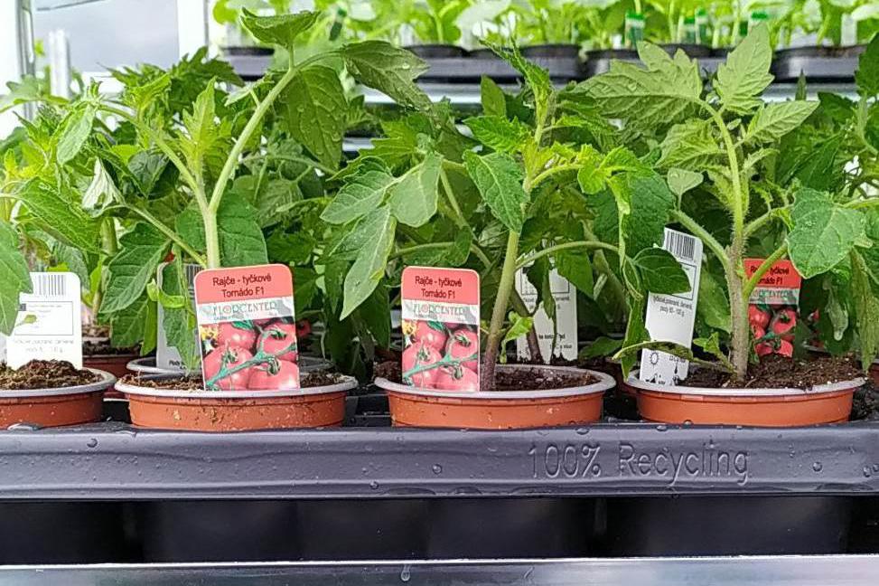 Zeleninová přísada, květiny, bylinky a jahodníky