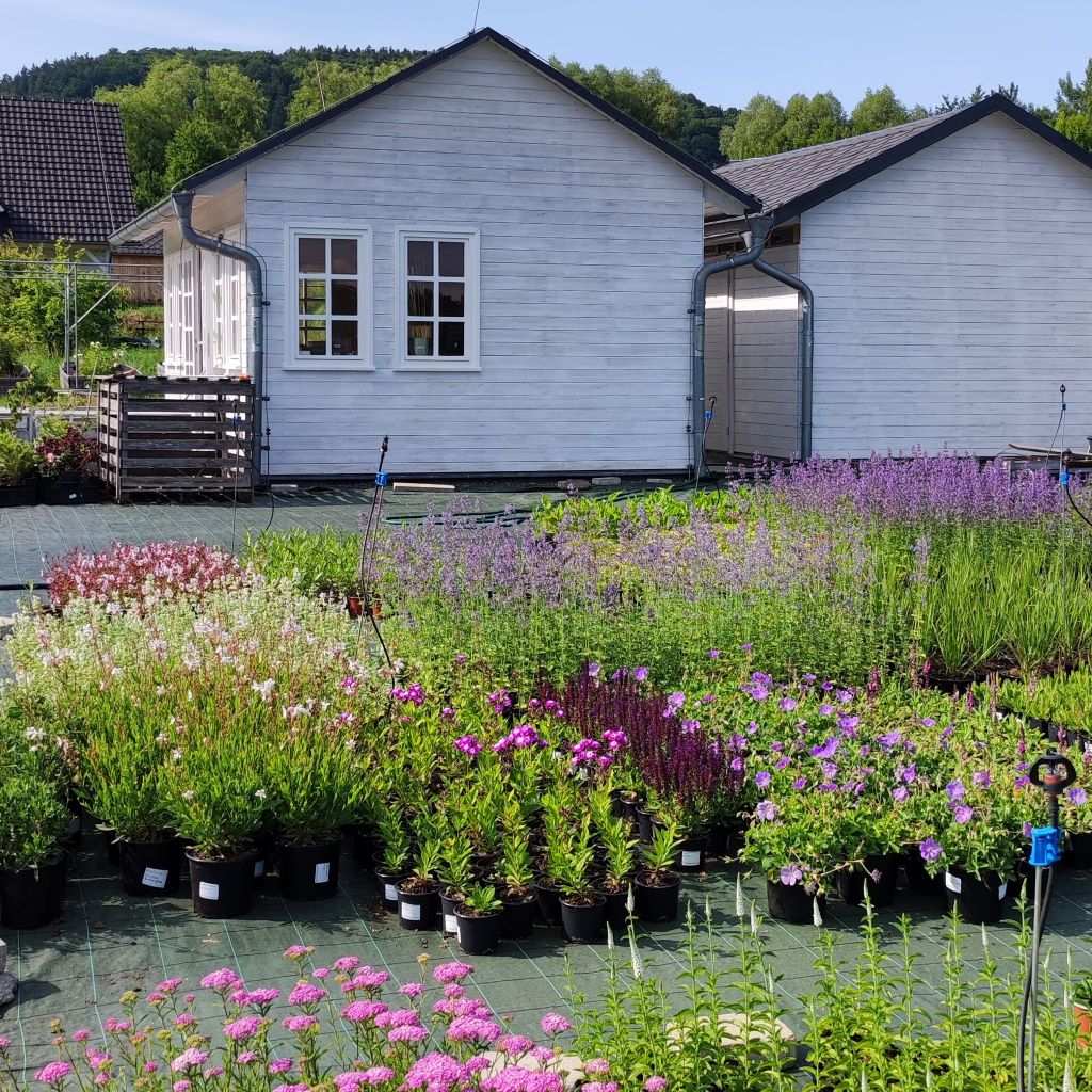 Zahradnictví Arónie