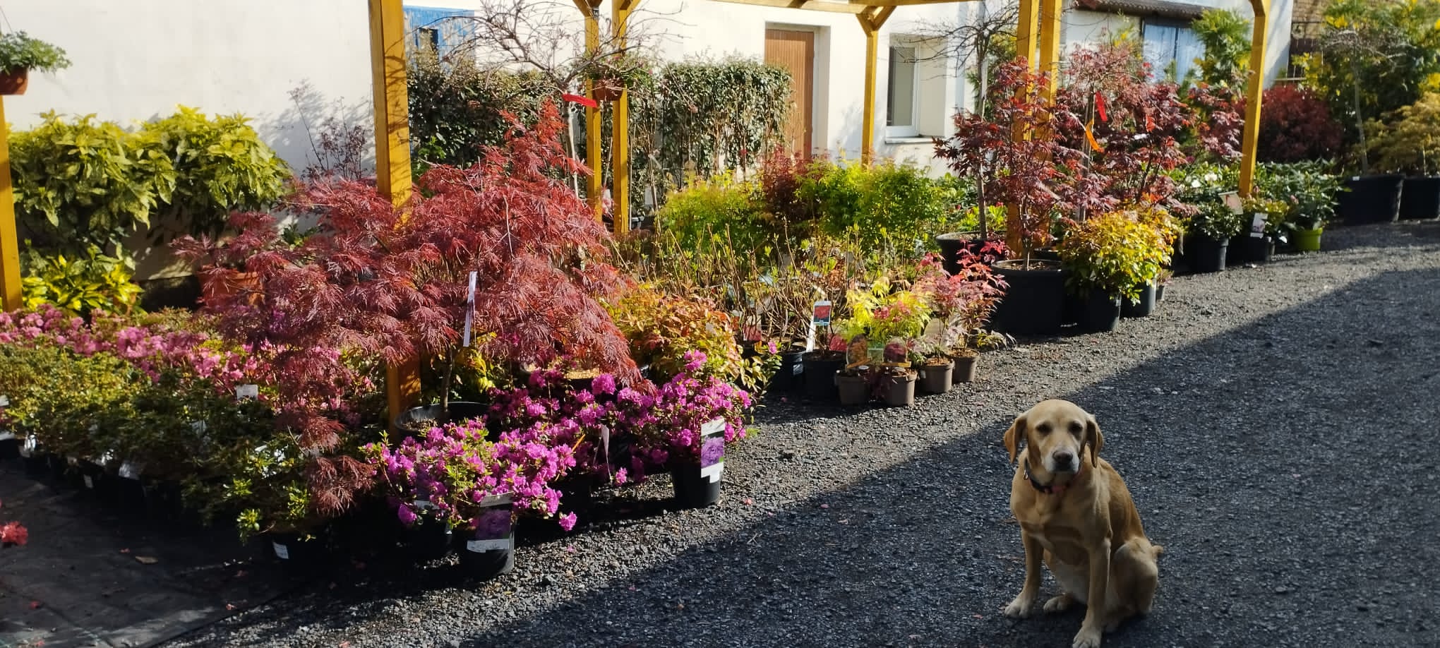 Zahradní centrum Běloušek foto 3