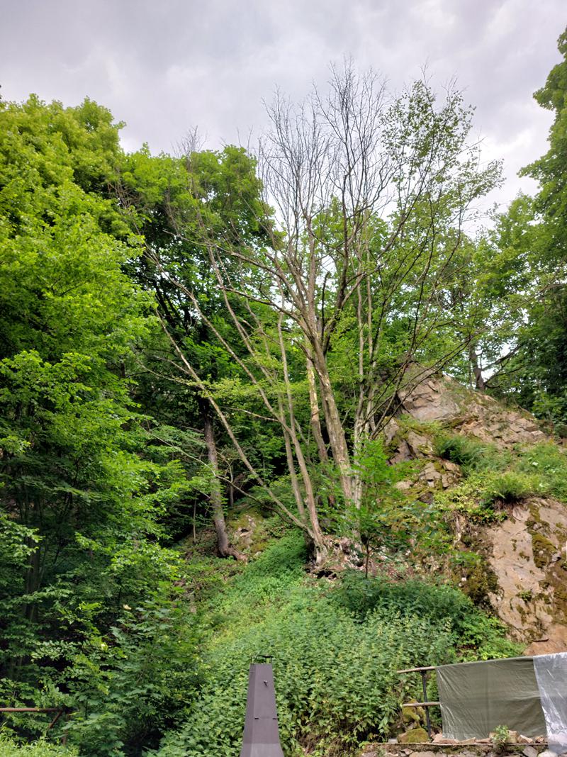 Rizikové kácení RK foto 6