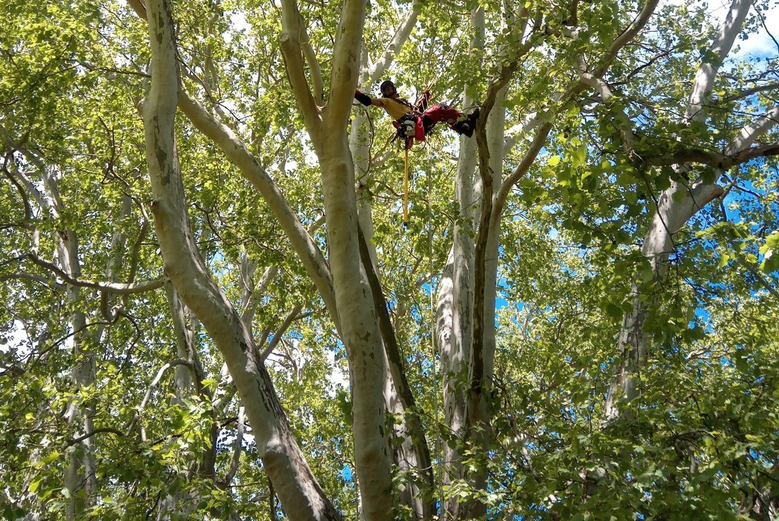 Ošetření stromů Jan Pěta