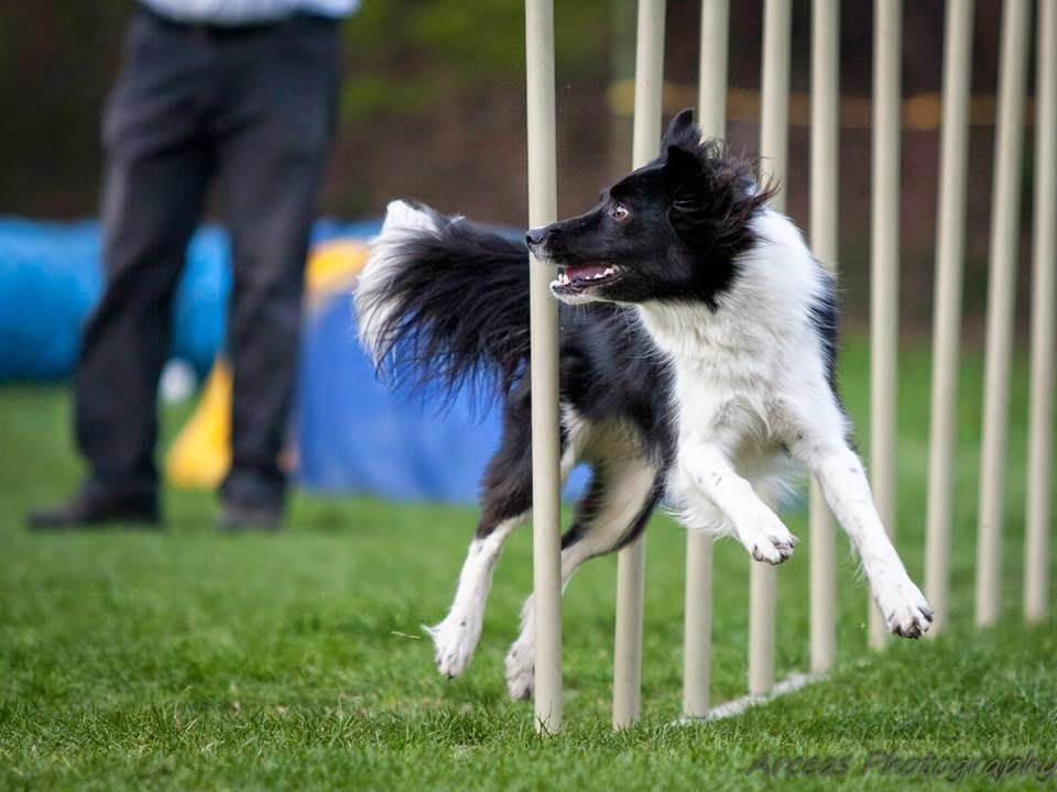 Agility4paws foto 4