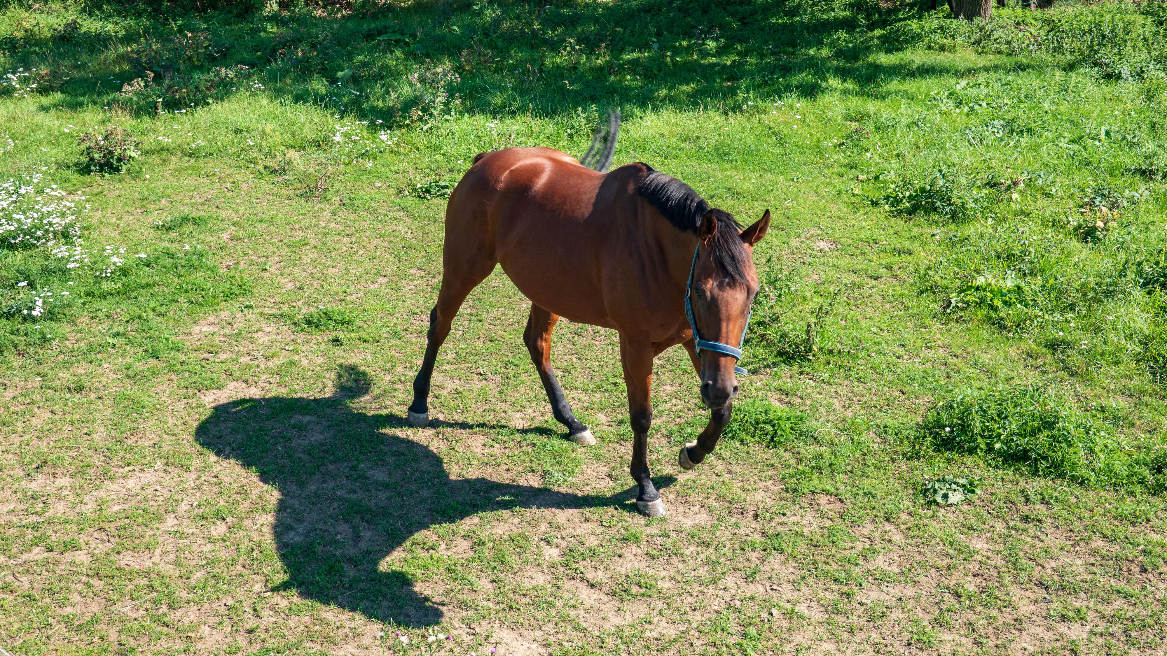 Jezdecký klub Nová Ves foto 3