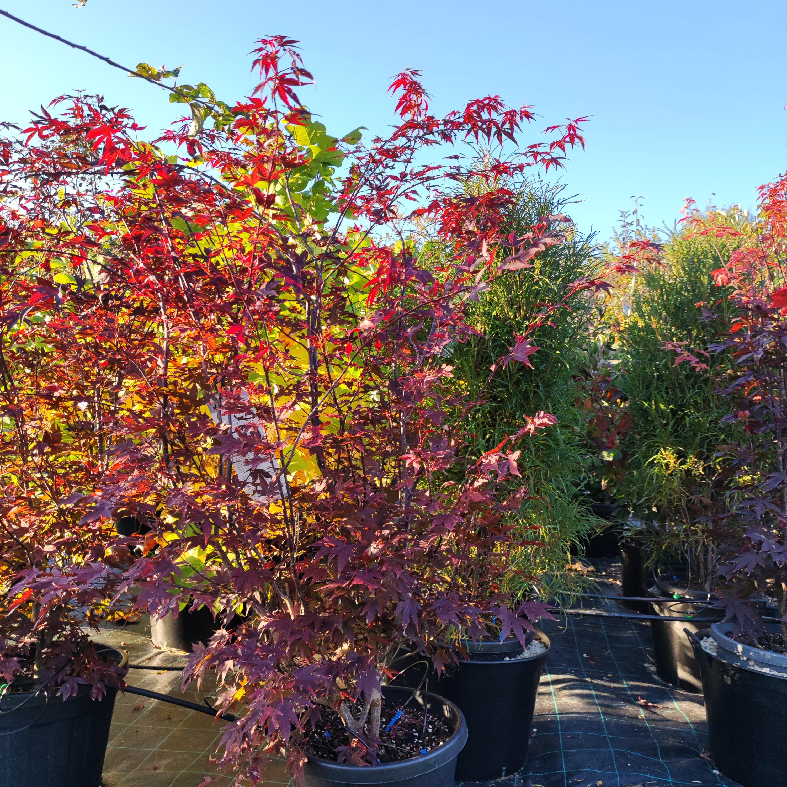 Zahradnictví Arónie foto 5