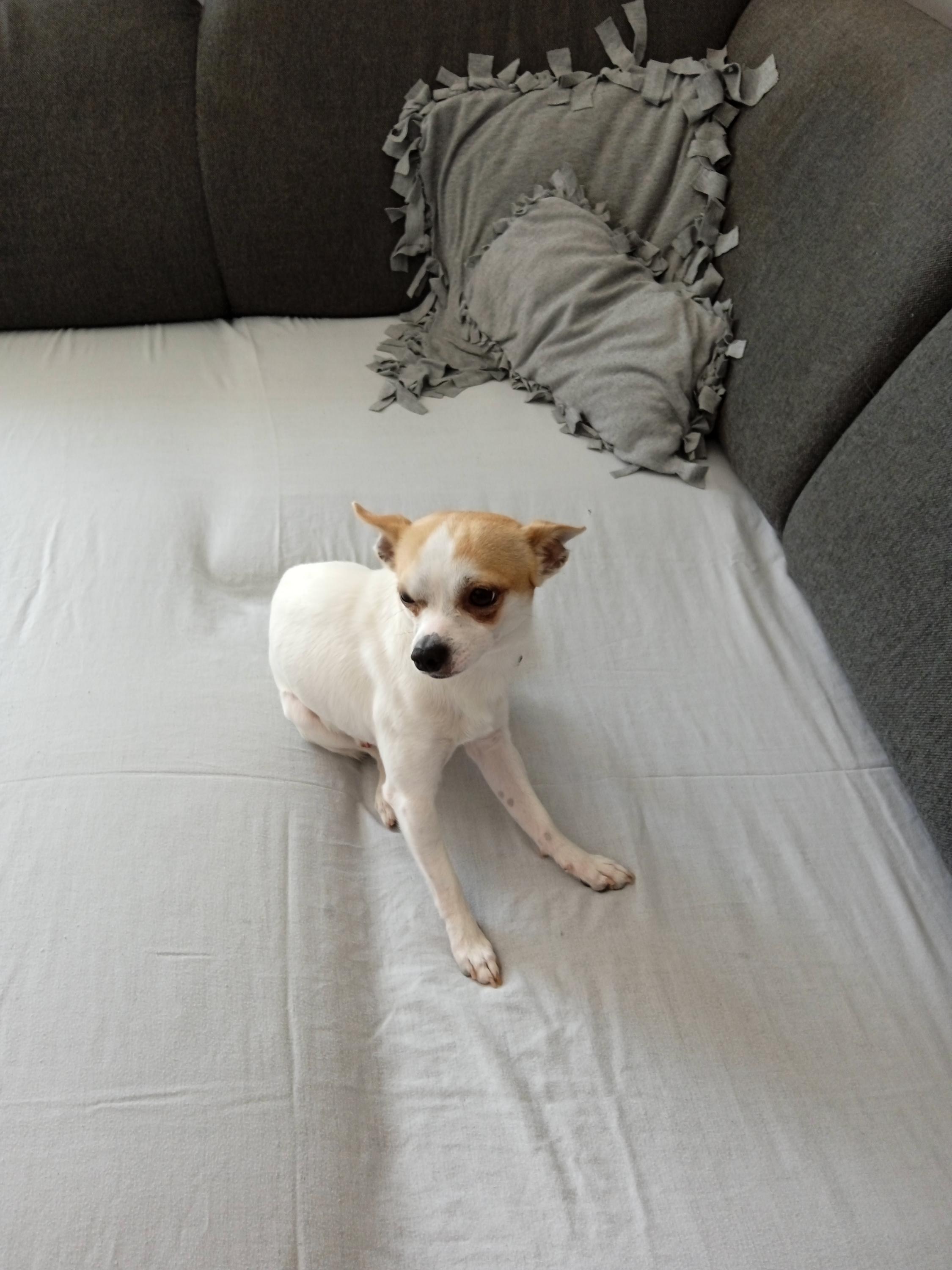 Útulek pro zvířata v nouzi foto 4