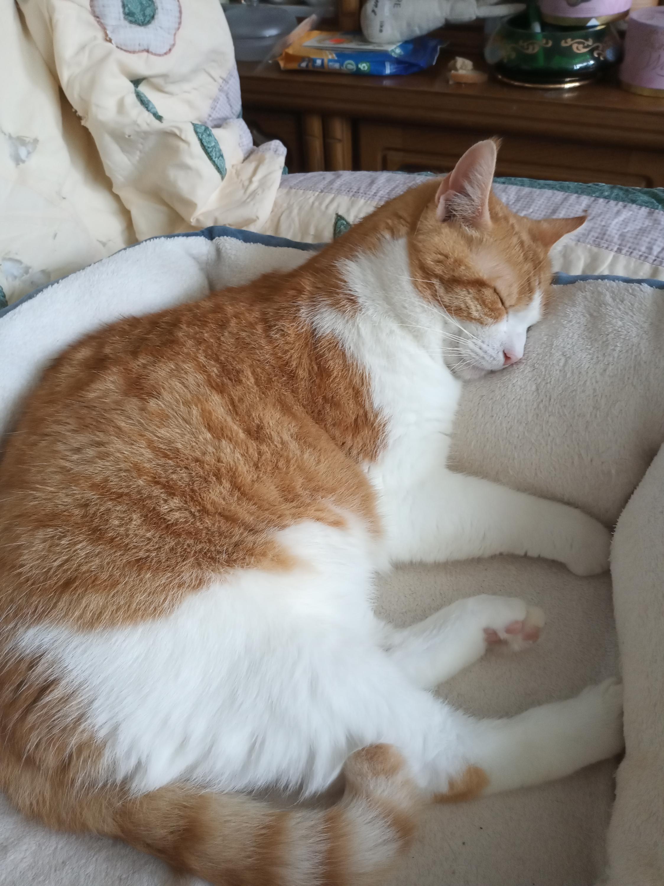 Městský útulek pro toulavá a opuštěná zvířata Děčín foto 4